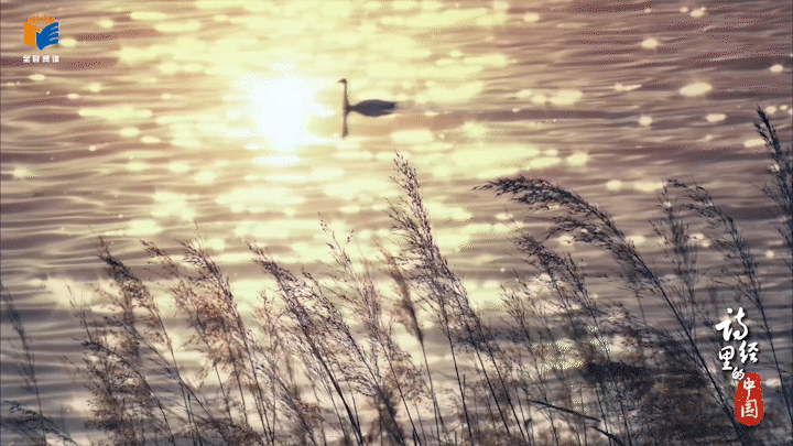 在“有风的地方”品味《诗经·秦风·蒹葭》