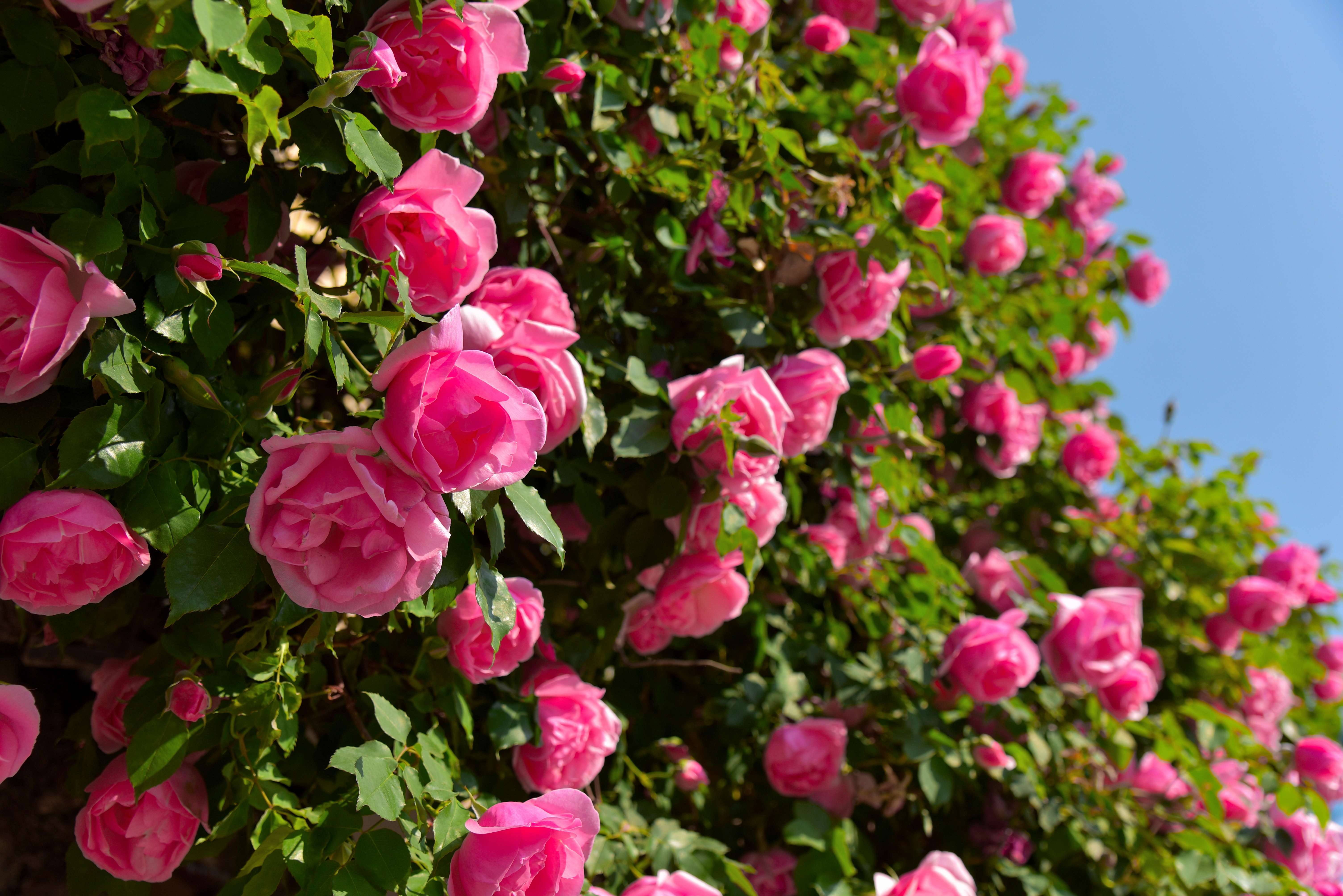 追风逐花 爱在大理 | 初夏，在剑川邂逅一树一树的蔷薇花