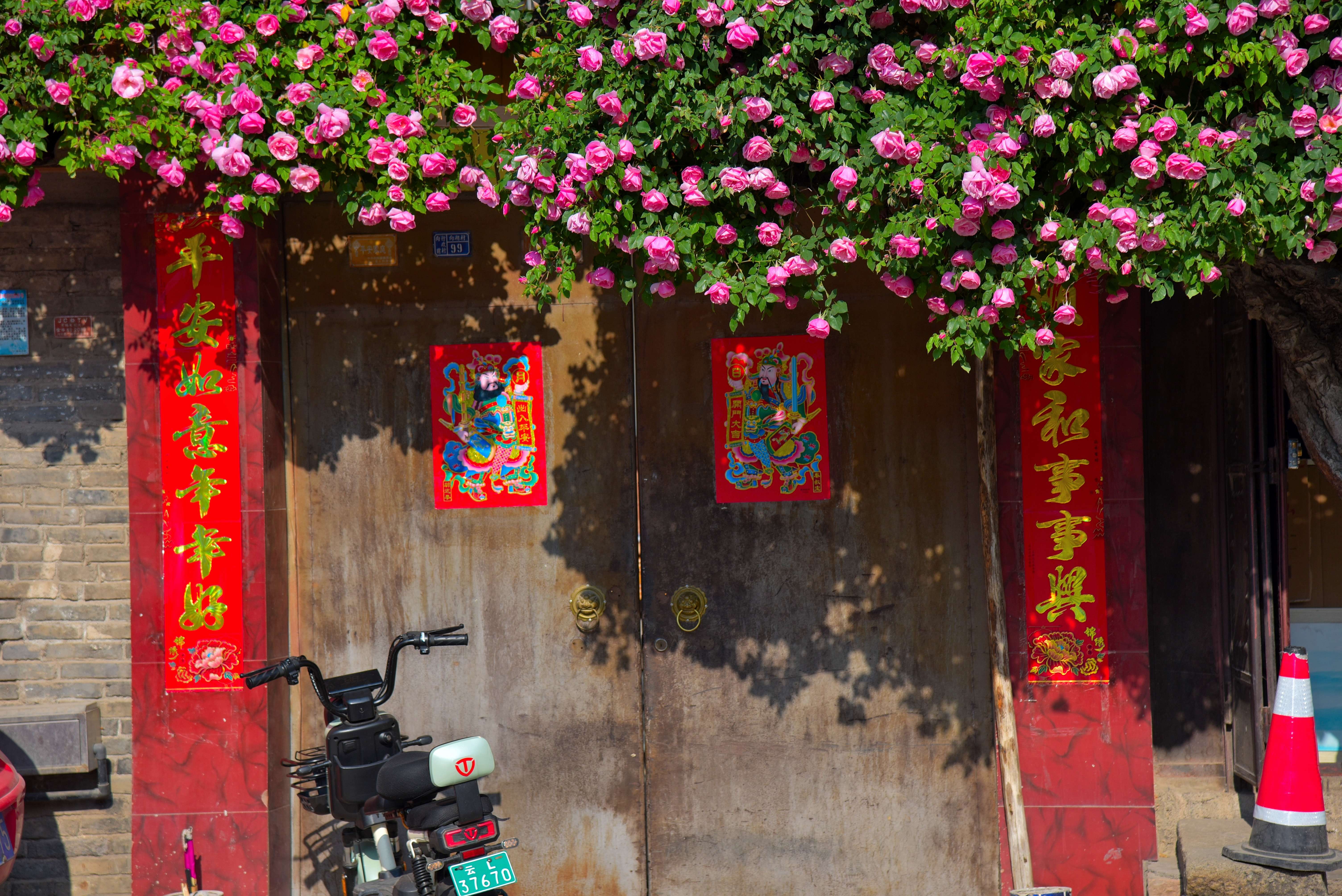 追风逐花 爱在大理 | 初夏，在剑川邂逅一树一树的蔷薇花