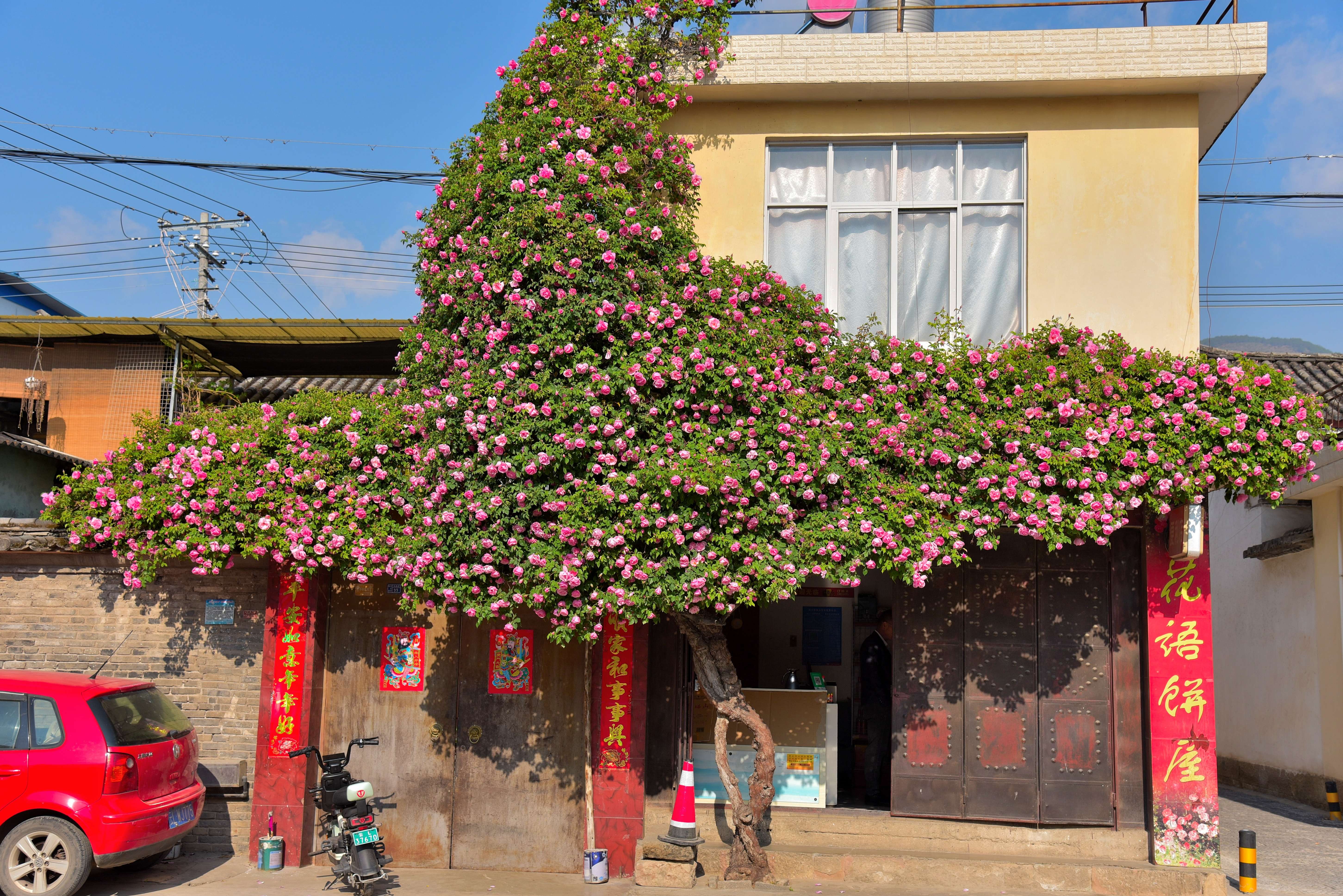 追风逐花 爱在大理 | 初夏，在剑川邂逅一树一树的蔷薇花