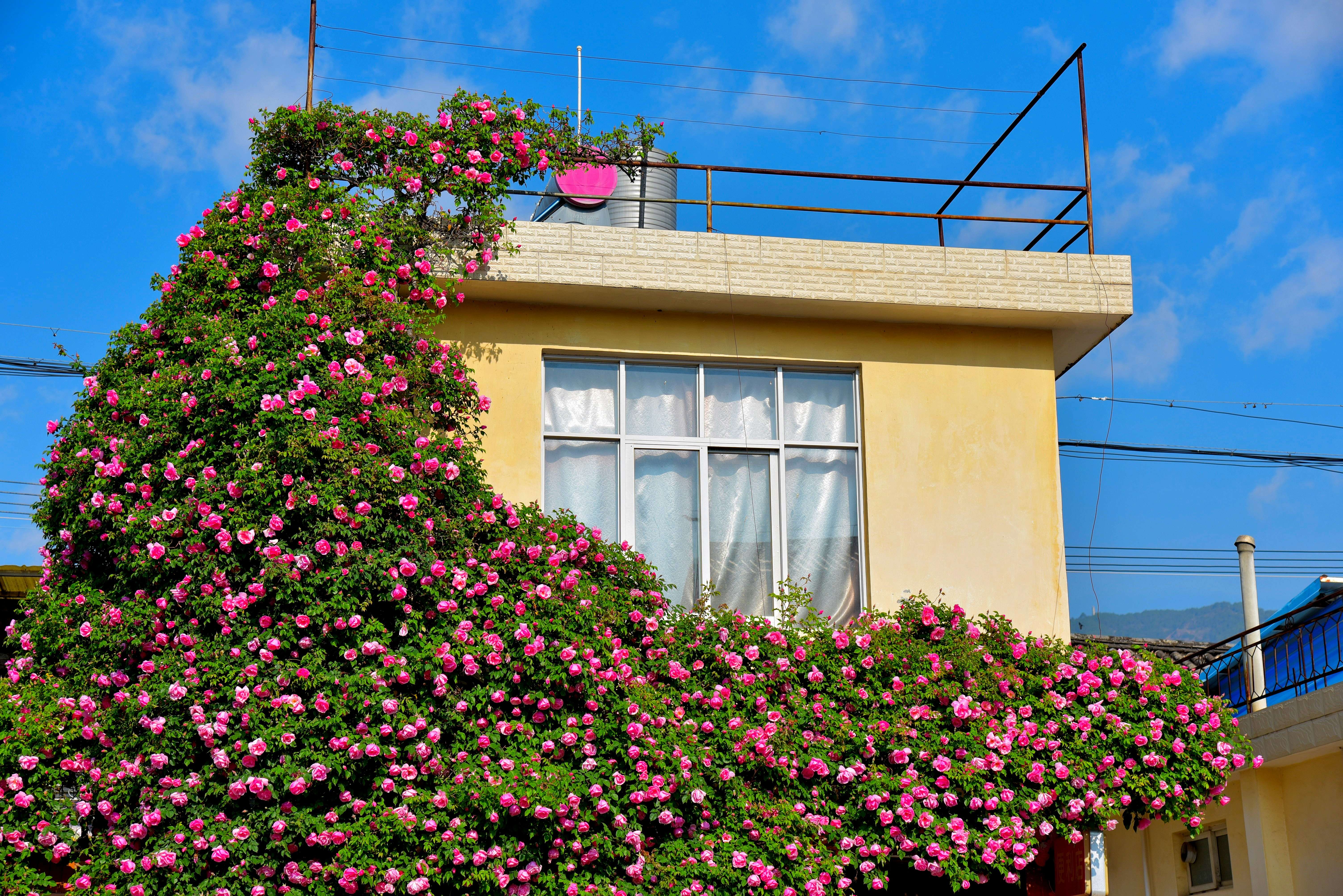 追风逐花 爱在大理 | 初夏，在剑川邂逅一树一树的蔷薇花