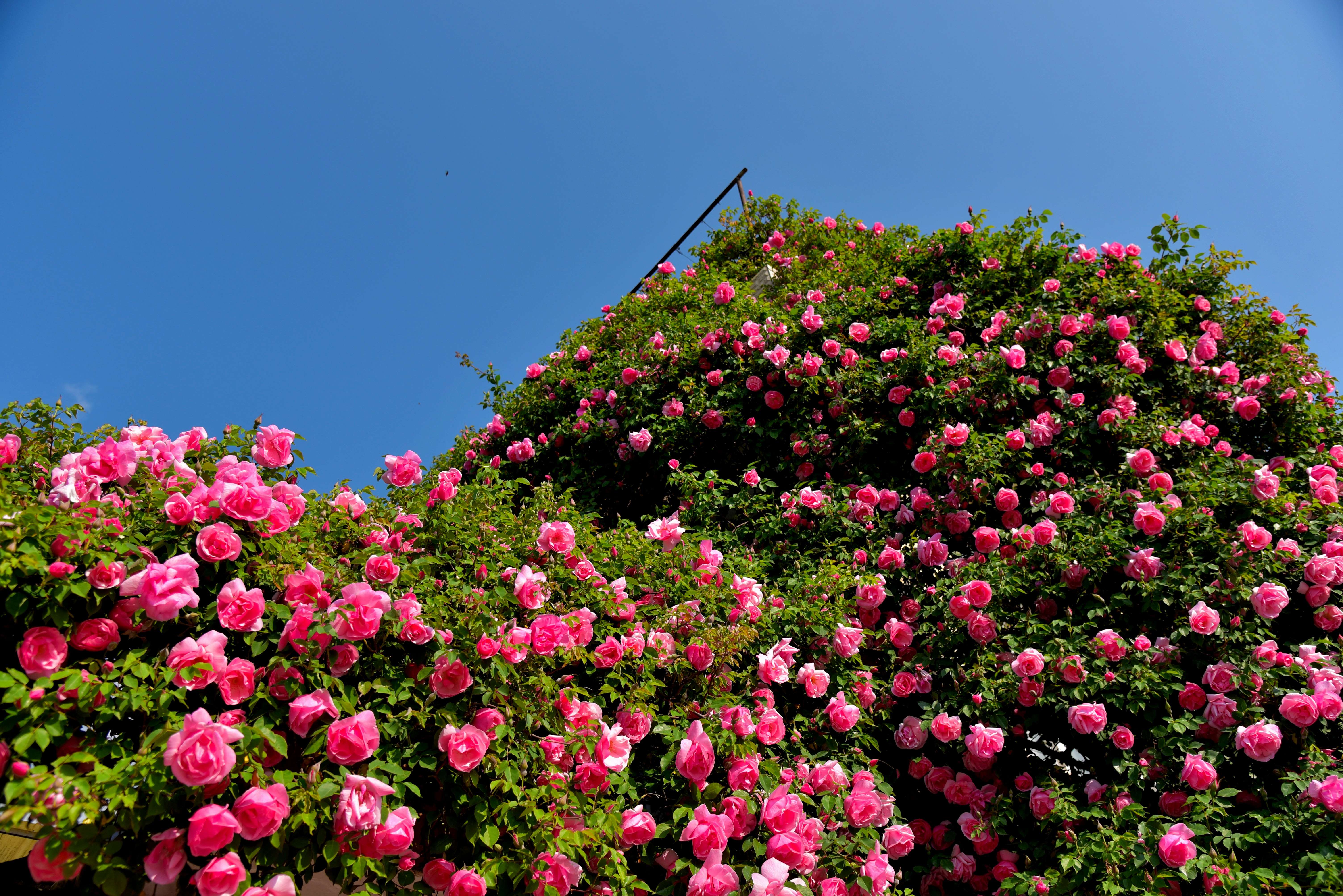 追风逐花 爱在大理 | 初夏，在剑川邂逅一树一树的蔷薇花