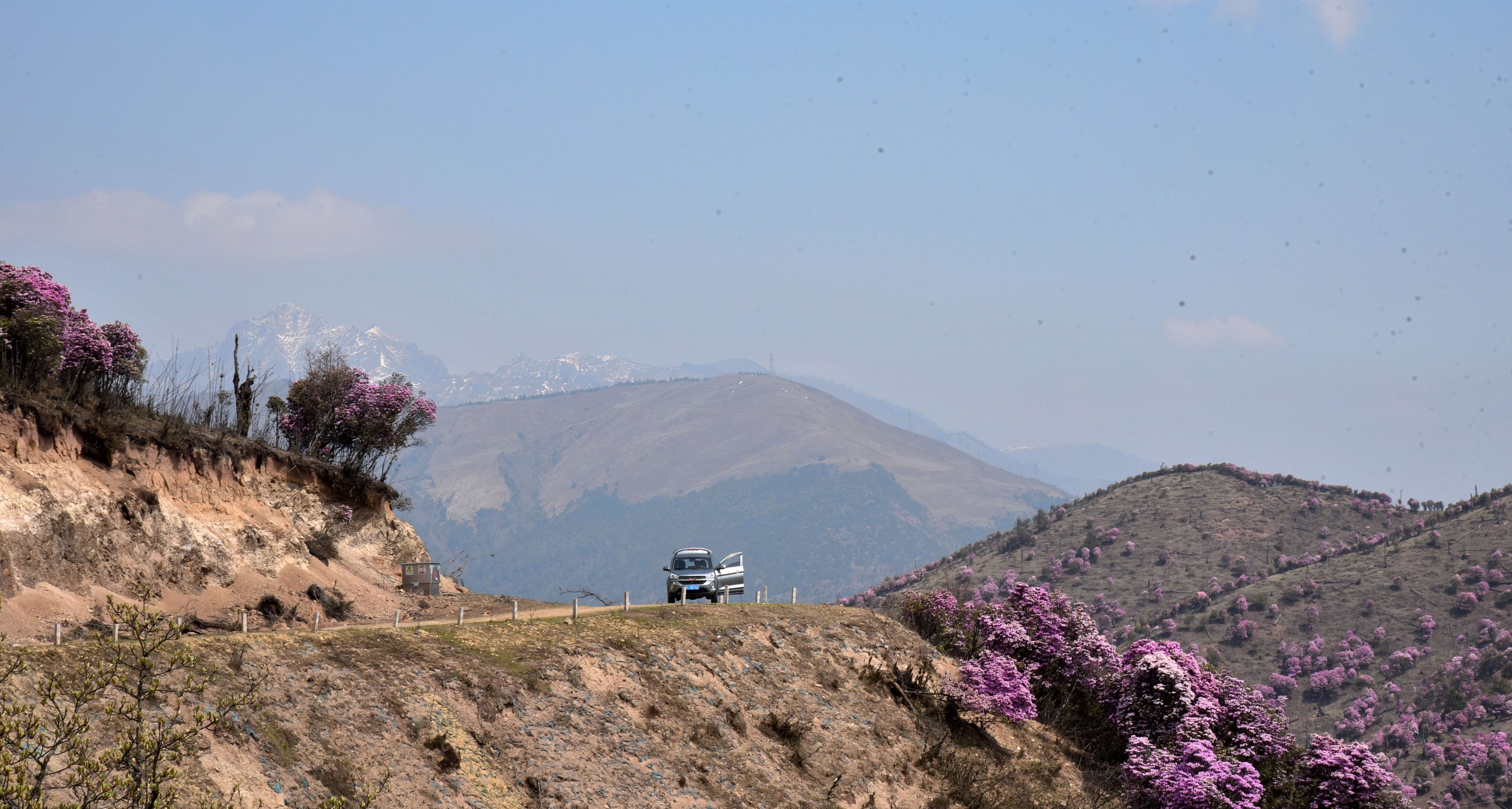 追风逐花 爱在大理 | “通往云端”的剑川马象公路：牛羊、雪山、风车、杜鹃花海的天堂