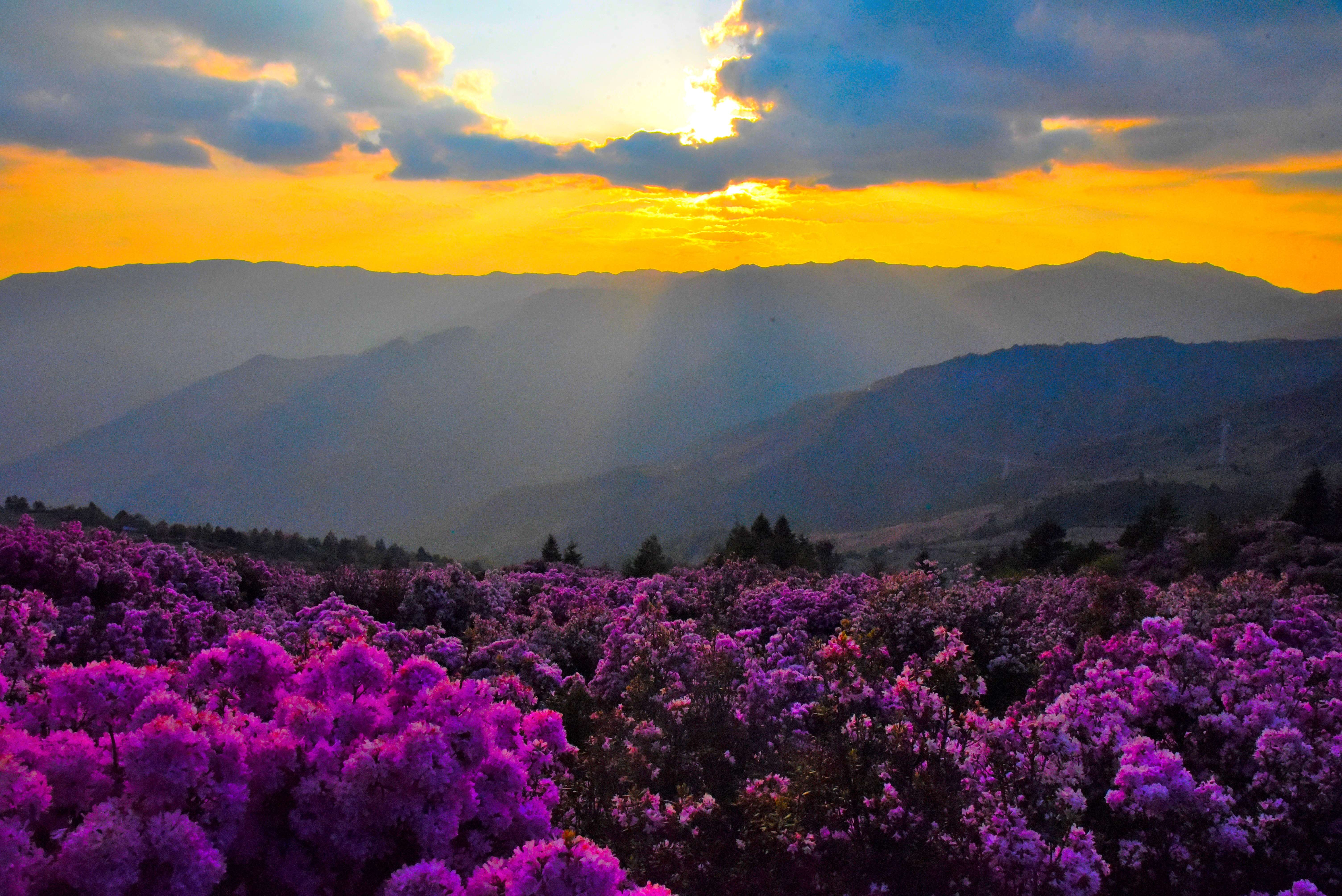 追风逐花 爱在大理 | “通往云端”的剑川马象公路：牛羊、雪山、风车、杜鹃花海的天堂