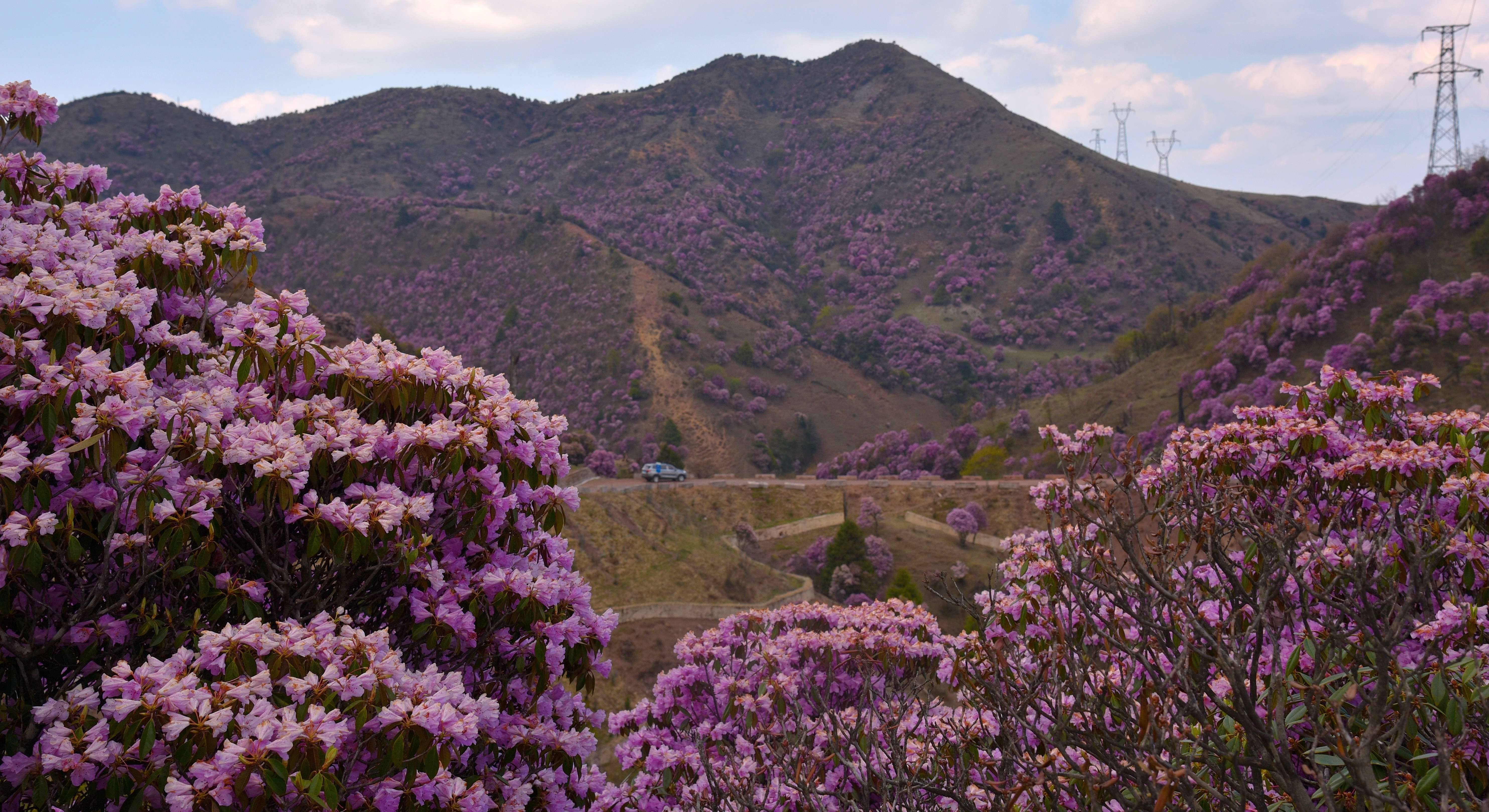追风逐花 爱在大理 | “通往云端”的剑川马象公路：牛羊、雪山、风车、杜鹃花海的天堂