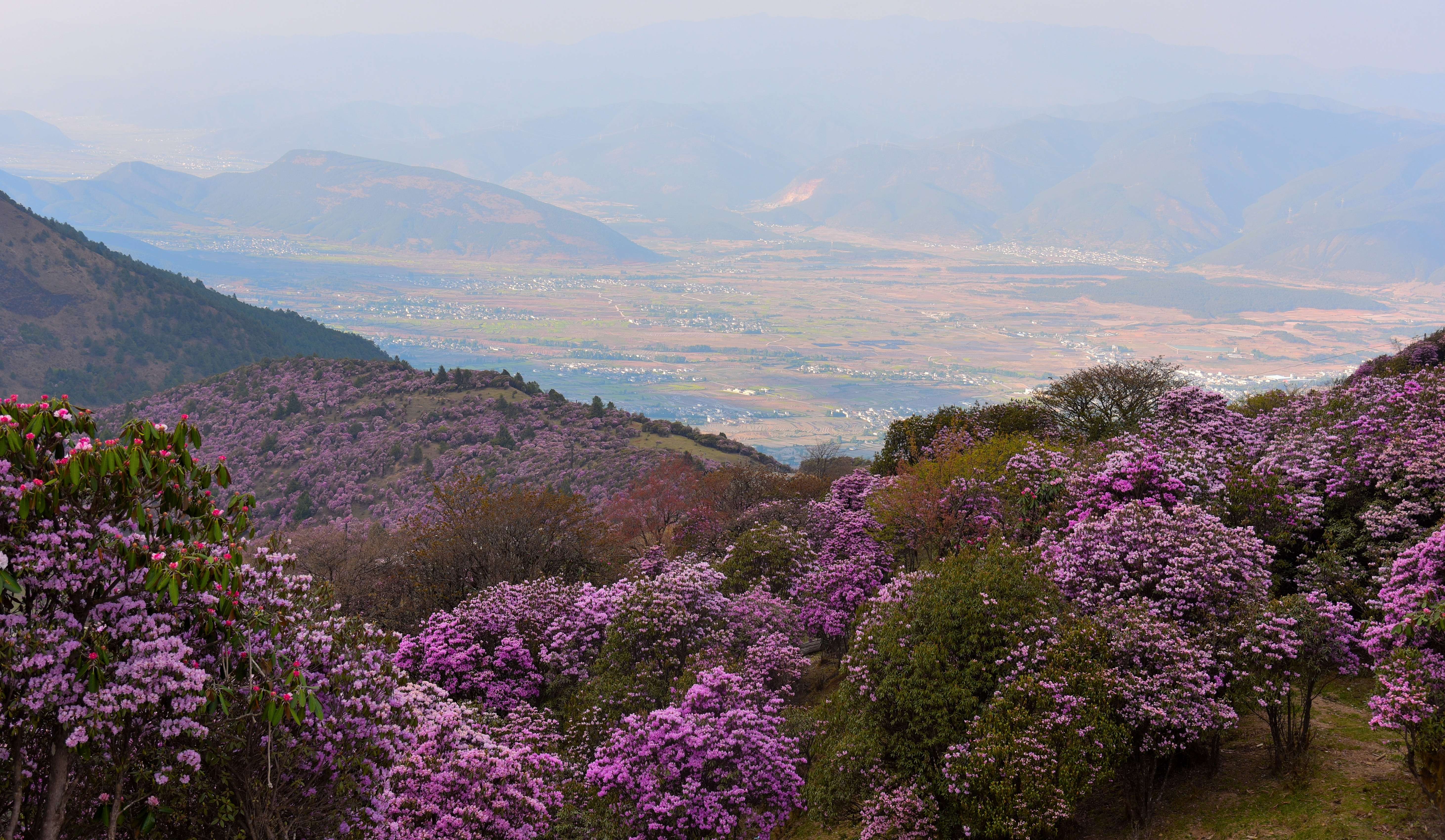追风逐花 爱在大理 | “通往云端”的剑川马象公路：牛羊、雪山、风车、杜鹃花海的天堂
