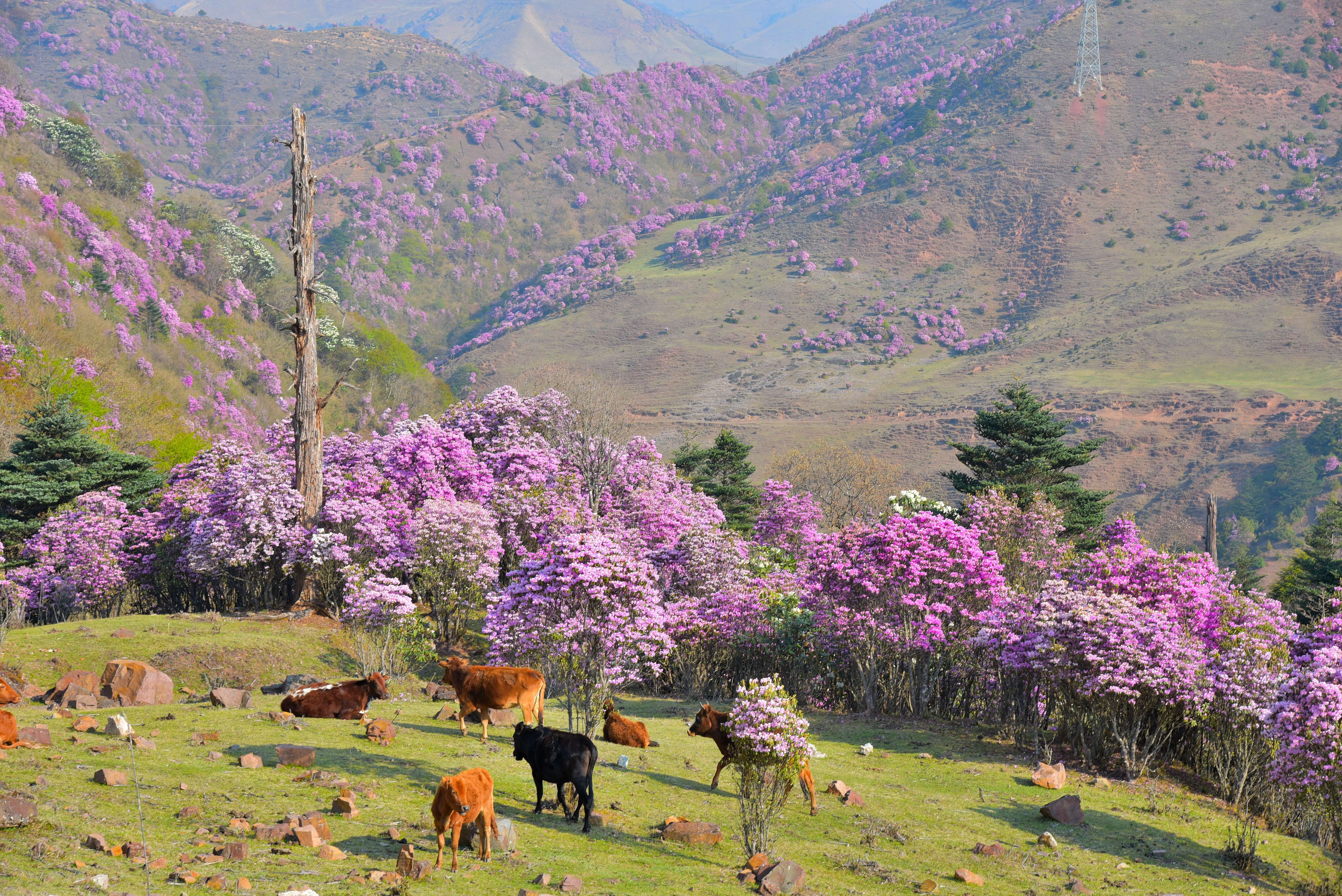 追风逐花 爱在大理 | “通往云端”的剑川马象公路：牛羊、雪山、风车、杜鹃花海的天堂