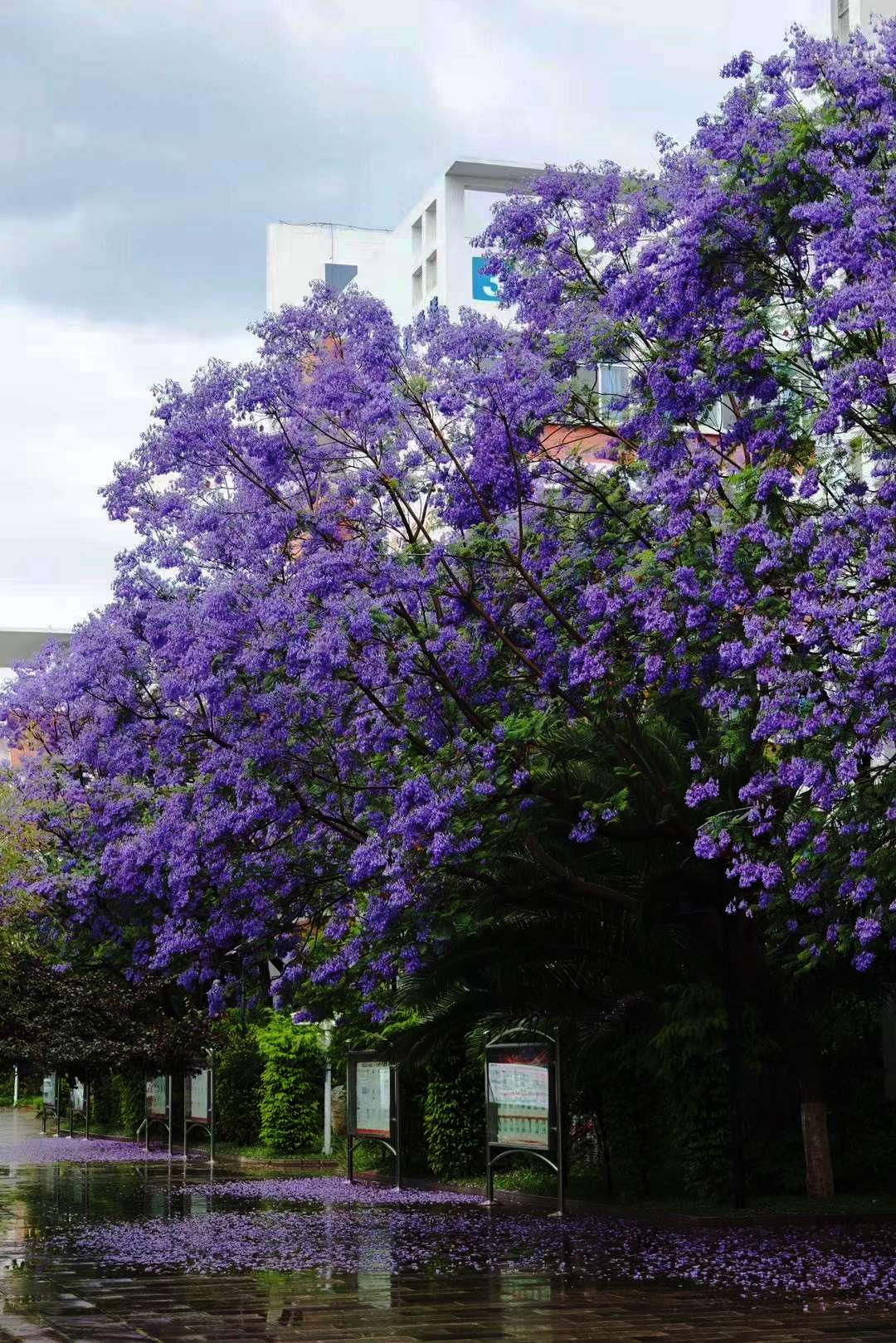 昆一中西山学校美景