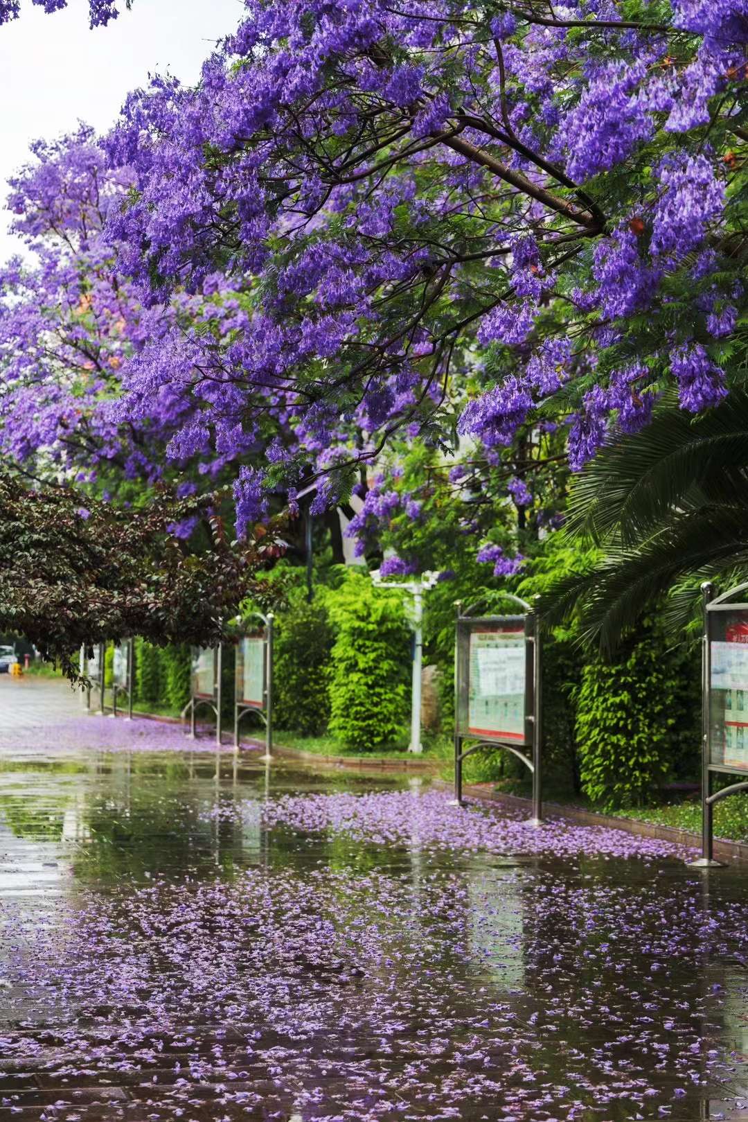昆一中西山学校美景