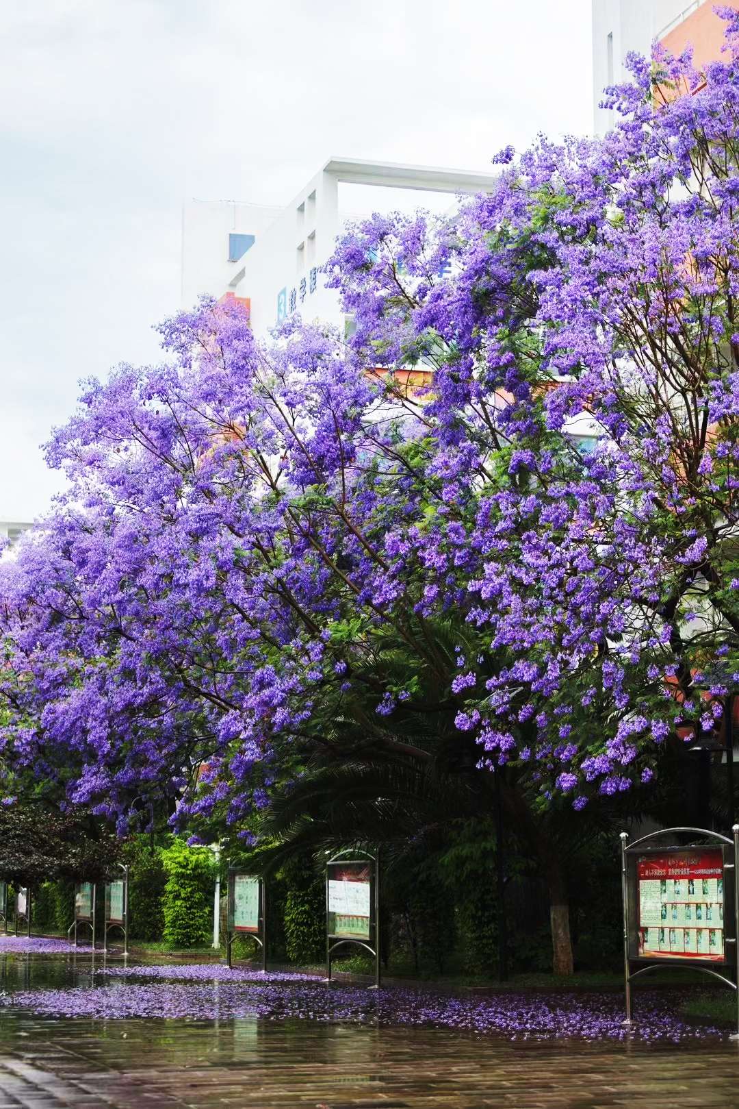 昆一中西山学校美景