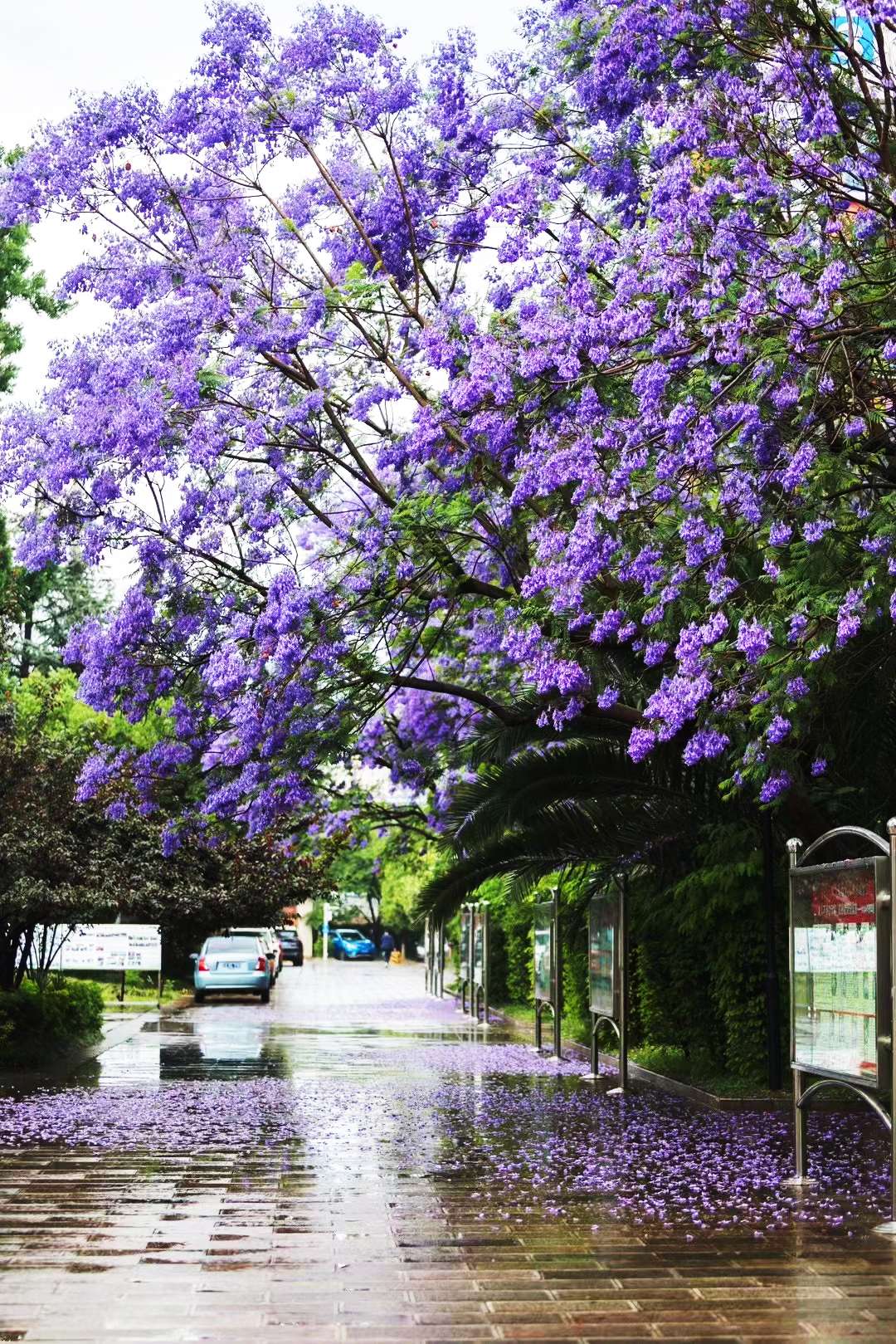 昆一中西山学校美景