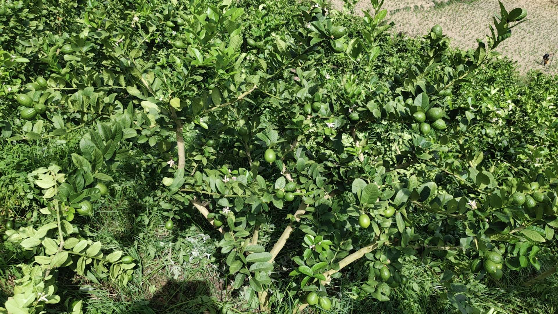 产业兴农看大理 | 日照2320小时的香水柠檬，有点甜