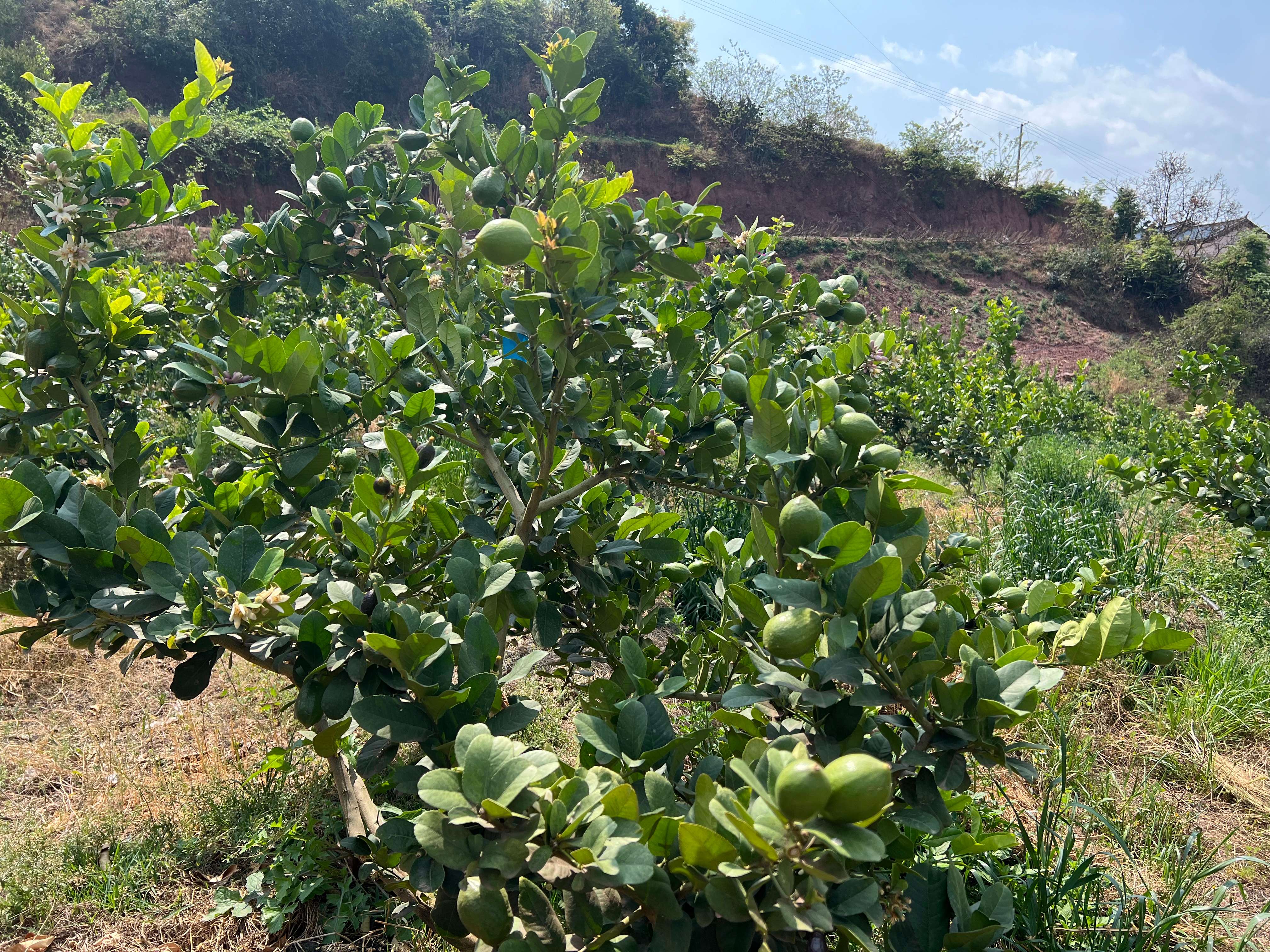 产业兴农看大理 | 日照2320小时的香水柠檬，有点甜