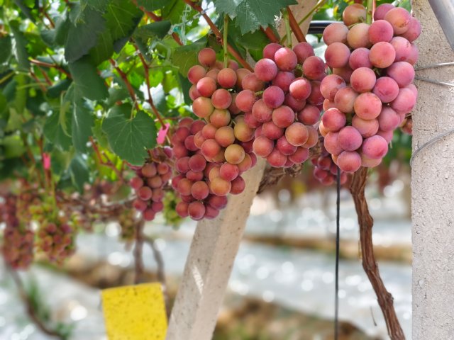 产业兴农看大理 | 来吧，展示！贵族葡萄“妮娜皇后”