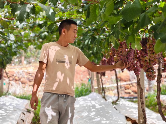 产业兴农看大理 | 来吧，展示！贵族葡萄“妮娜皇后”