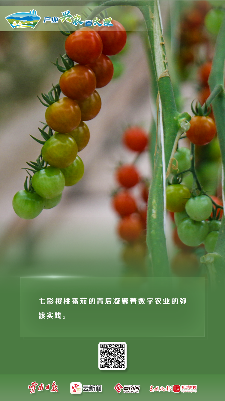 产业兴农看大理 | 特色农业全展示