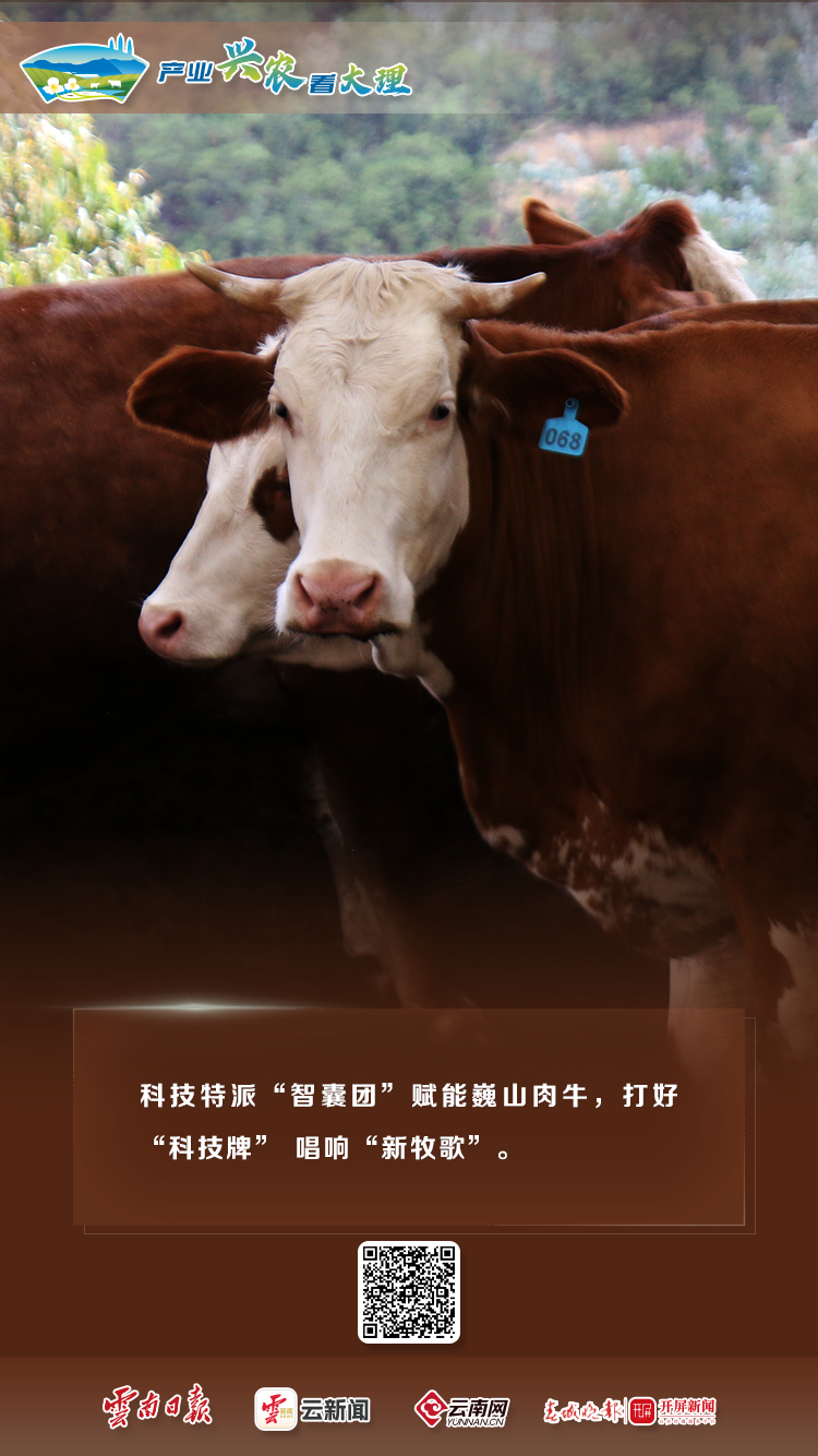 产业兴农看大理 | 特色农业全展示