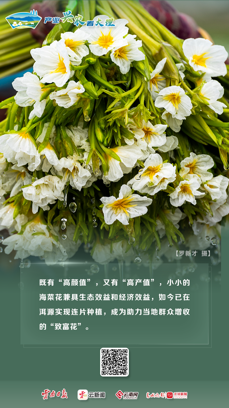 产业兴农看大理 | 特色农业全展示