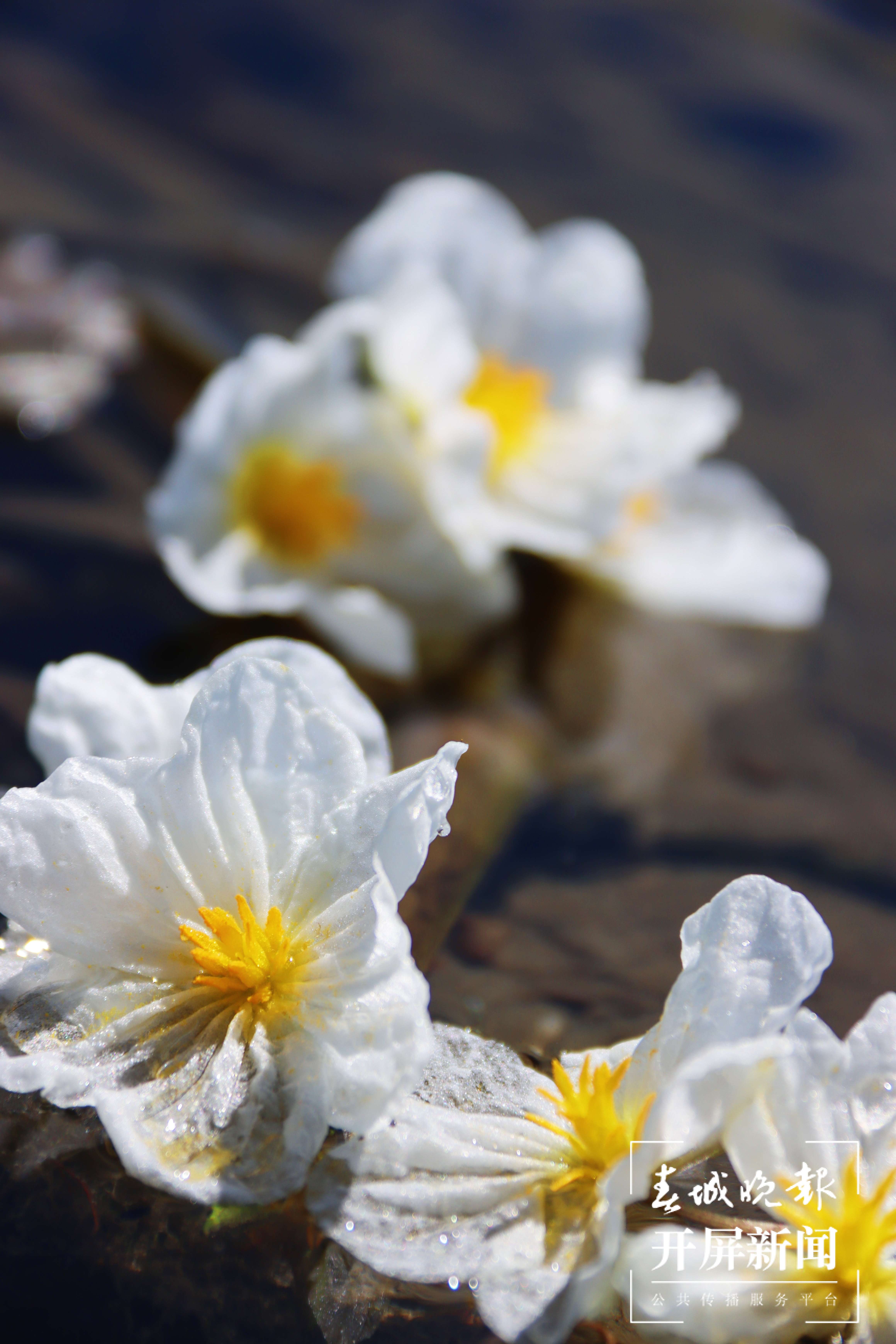 （昆滇传内容）有一种叫云南的生活  大理洱海：一泓清水千朵影，疑是仙葩入凡尘(有视频) (7).jpg
