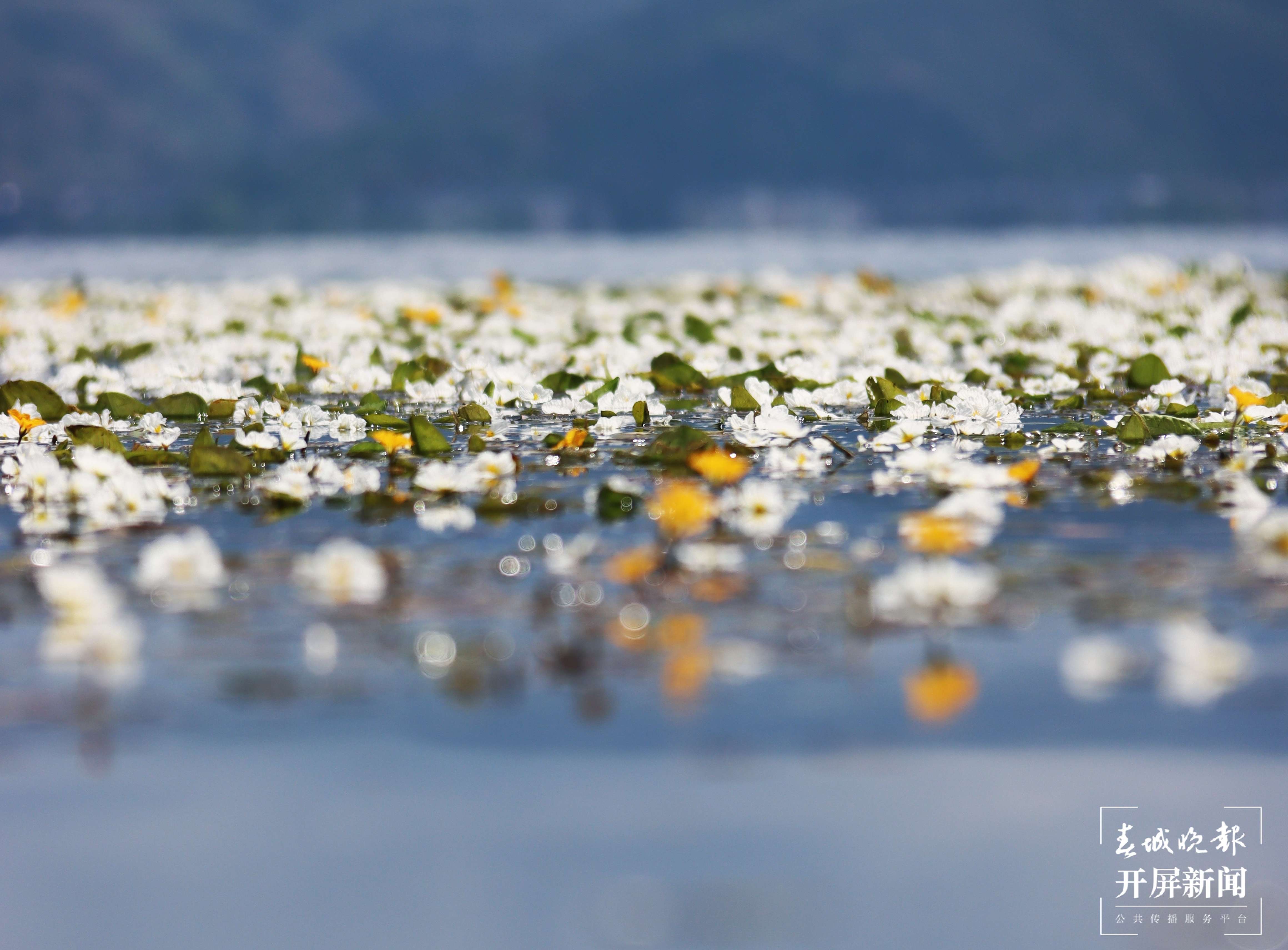 （昆滇传内容）有一种叫云南的生活  大理洱海：一泓清水千朵影，疑是仙葩入凡尘(有视频).jpg