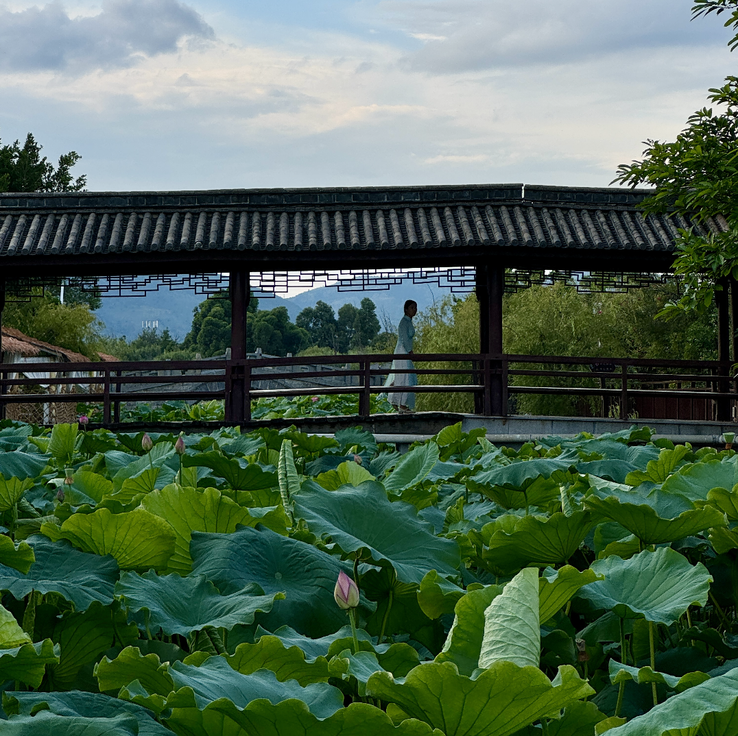 万千气象看洱源｜去有风的洱源，共享有一种叫云南的生活！