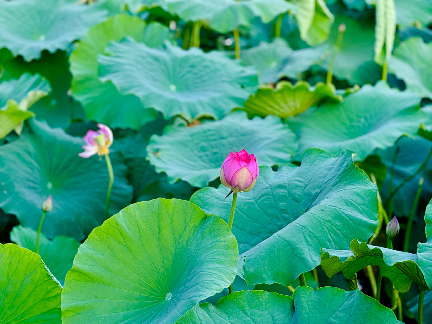 万千气象看洱源丨哇，洱源太出片了！