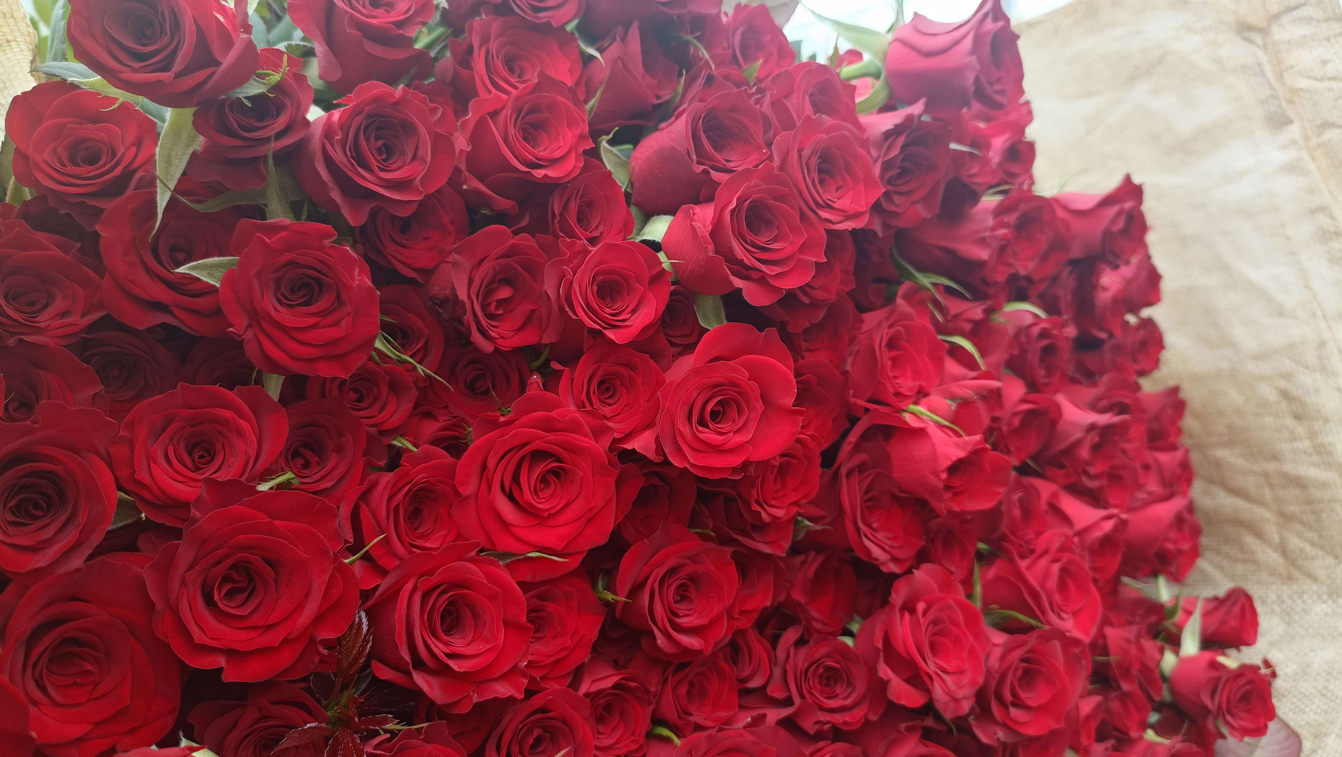 七夕玫瑰畅销 (5).jpg