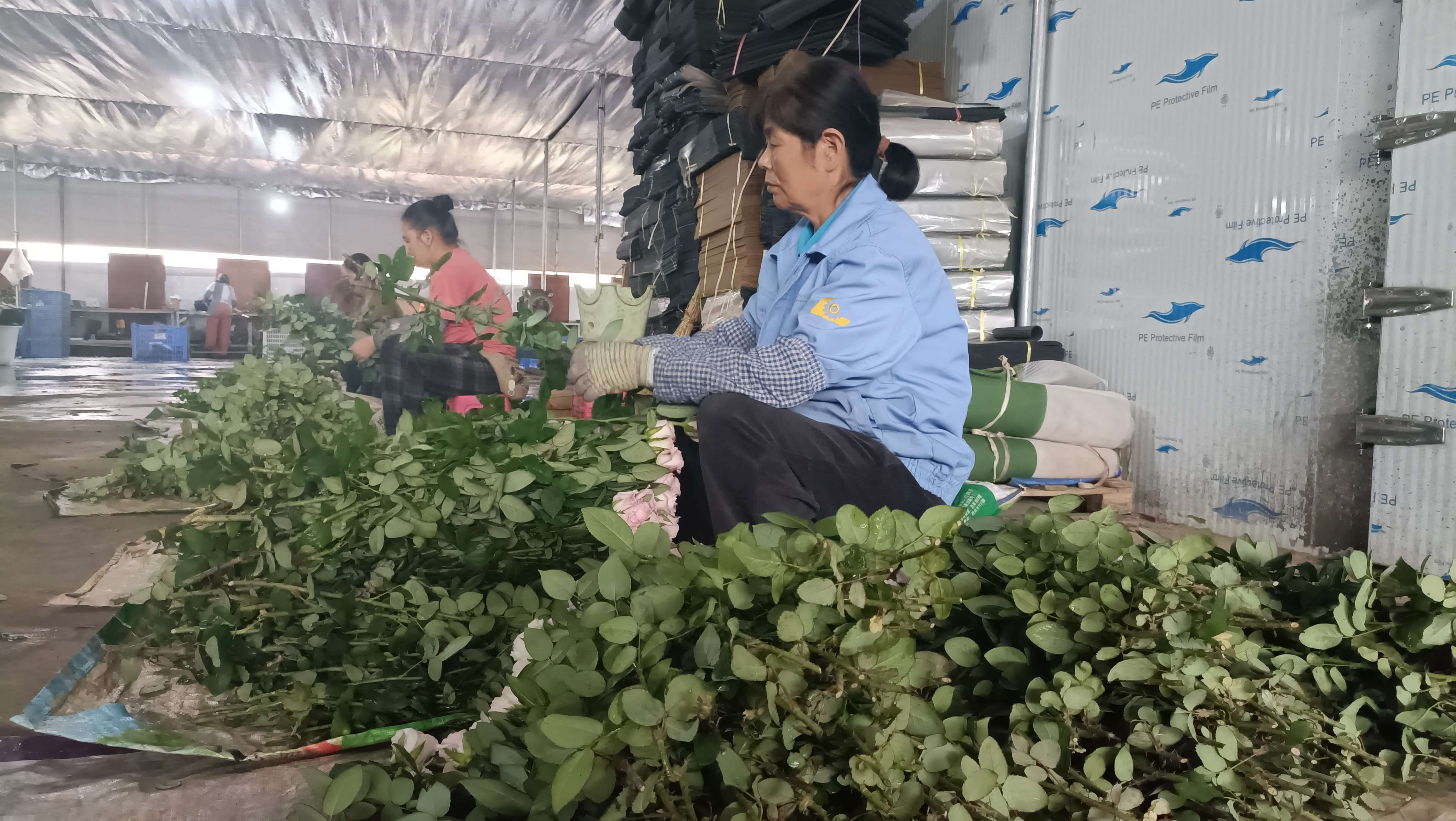 七夕玫瑰畅销 (2).jpg