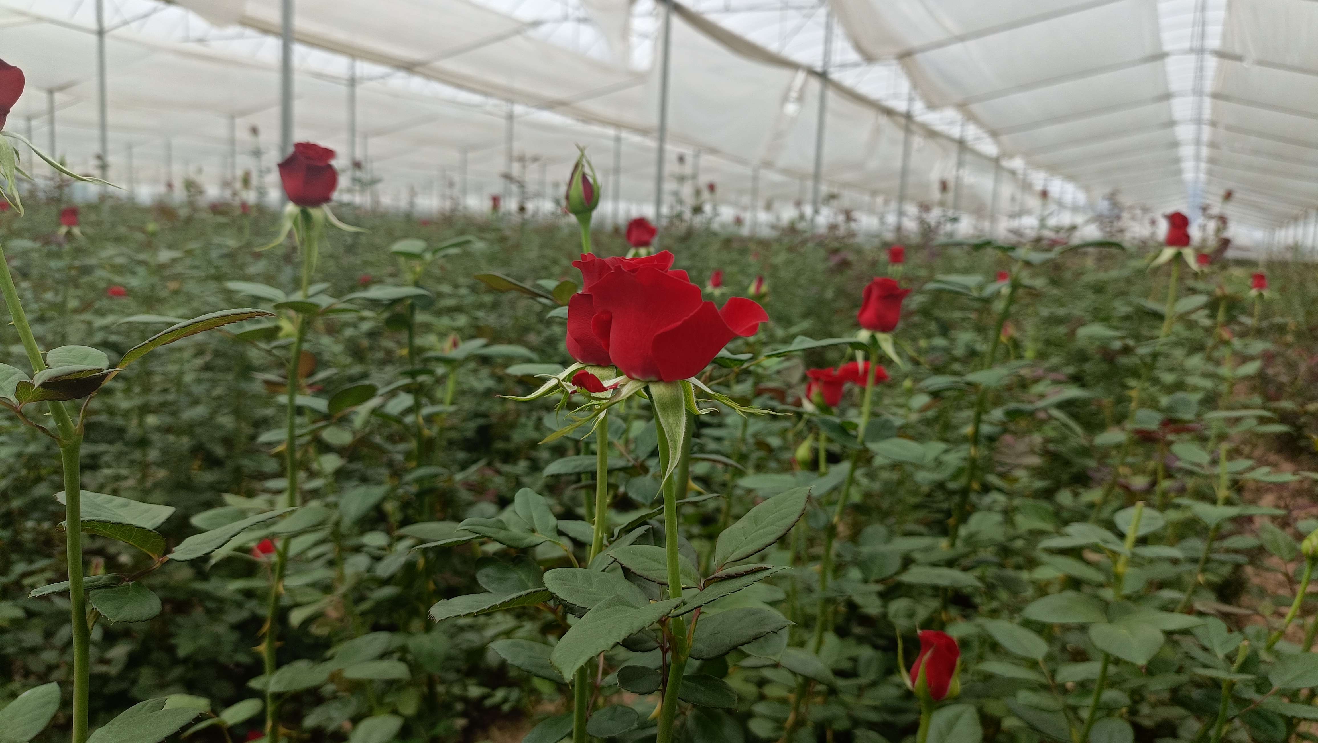 七夕玫瑰畅销 (6).jpg