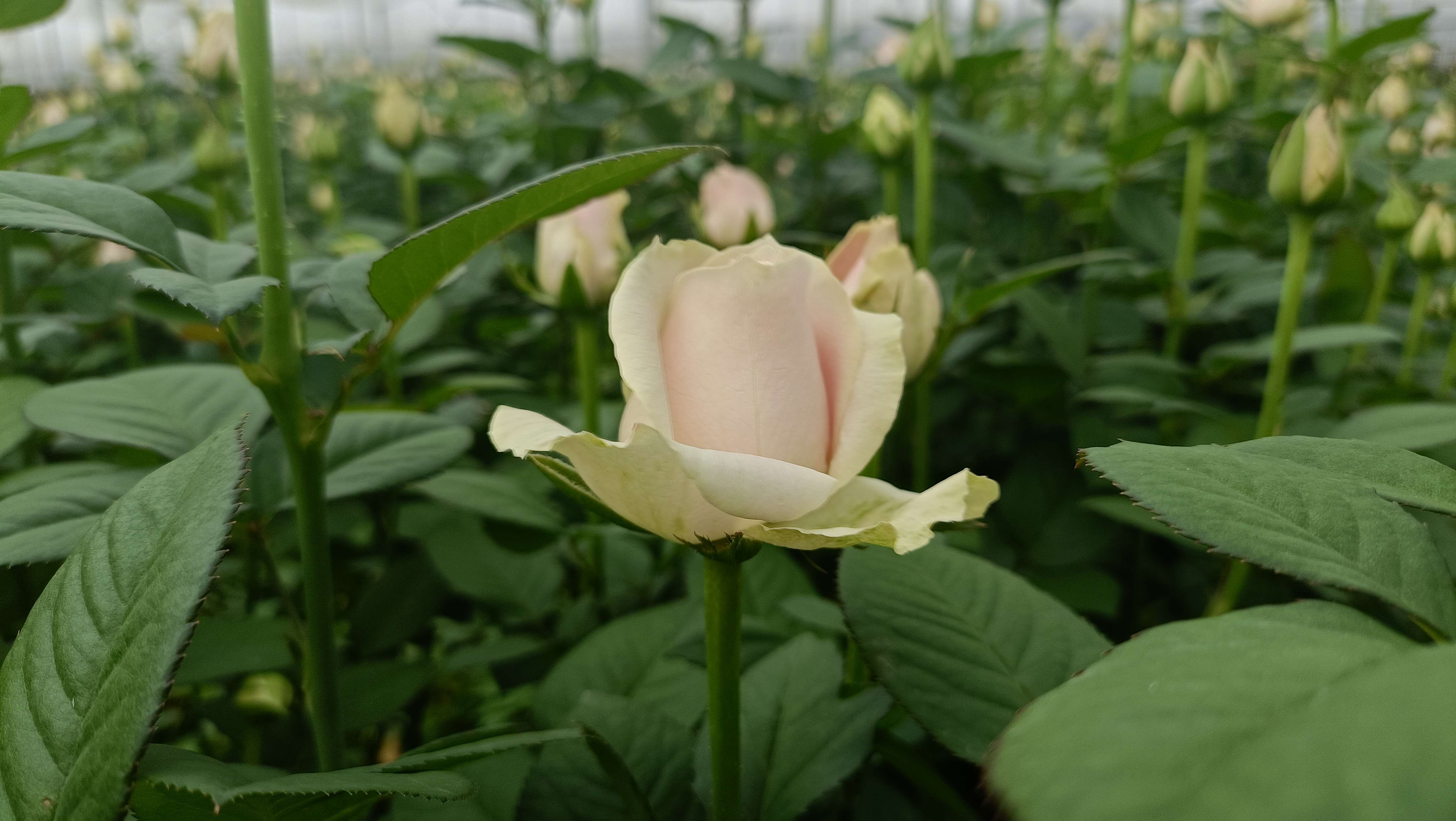 七夕玫瑰畅销 (8).jpg