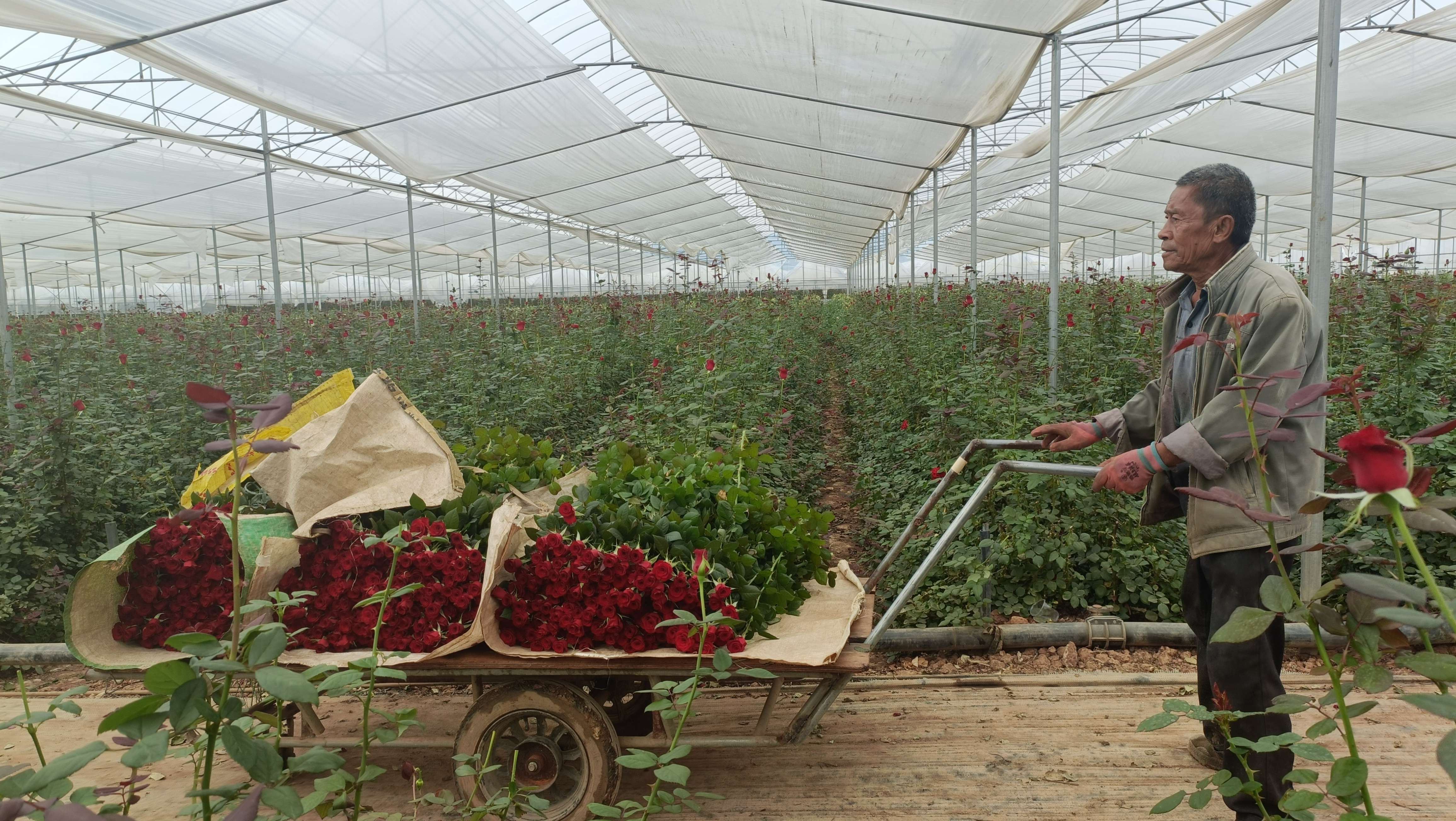 七夕玫瑰畅销 (4).jpg