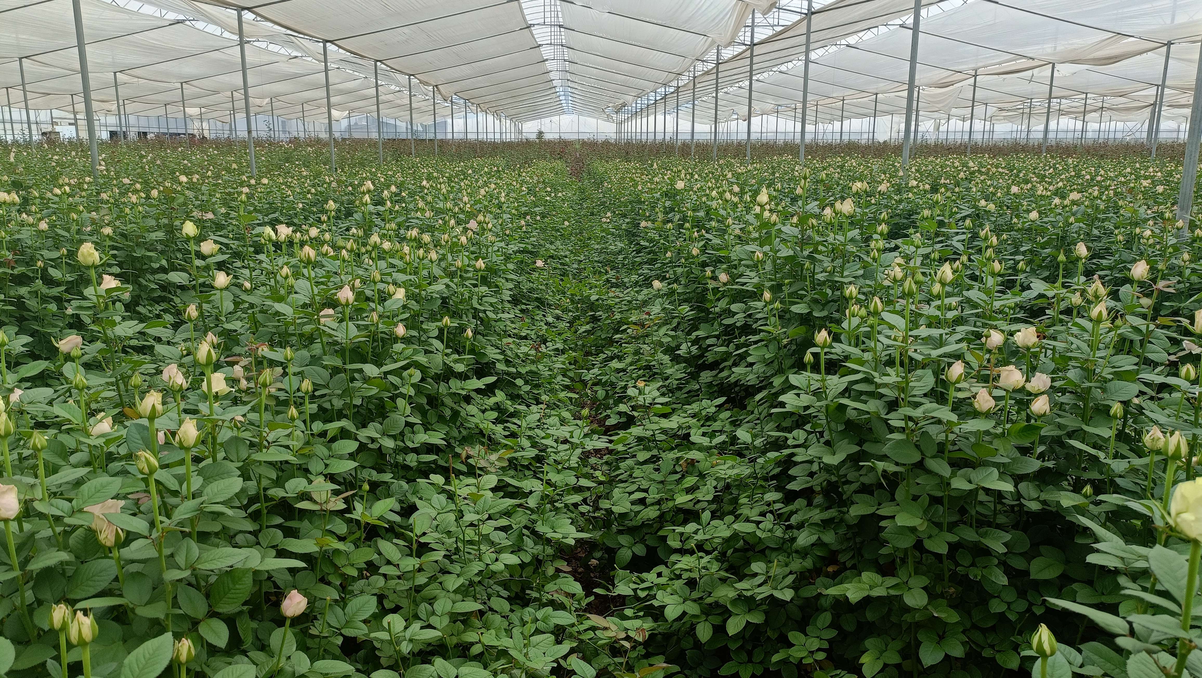 七夕玫瑰畅销 (7).jpg