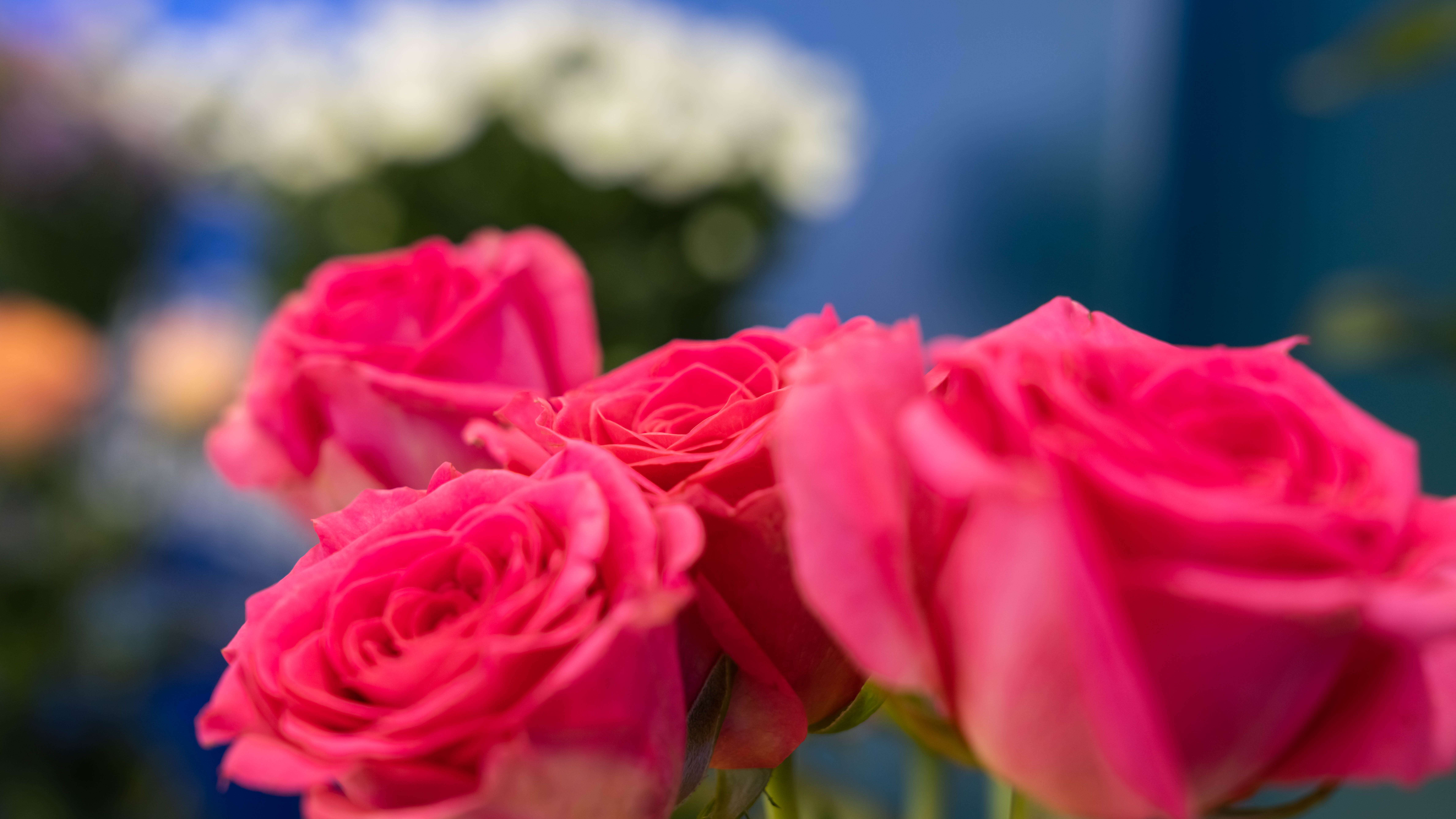 (采访传编辑 “新丝路 新青年”专题稿)晋宁鲜花“绽放”丝绸之路 云南花香飘向中亚4.jpg