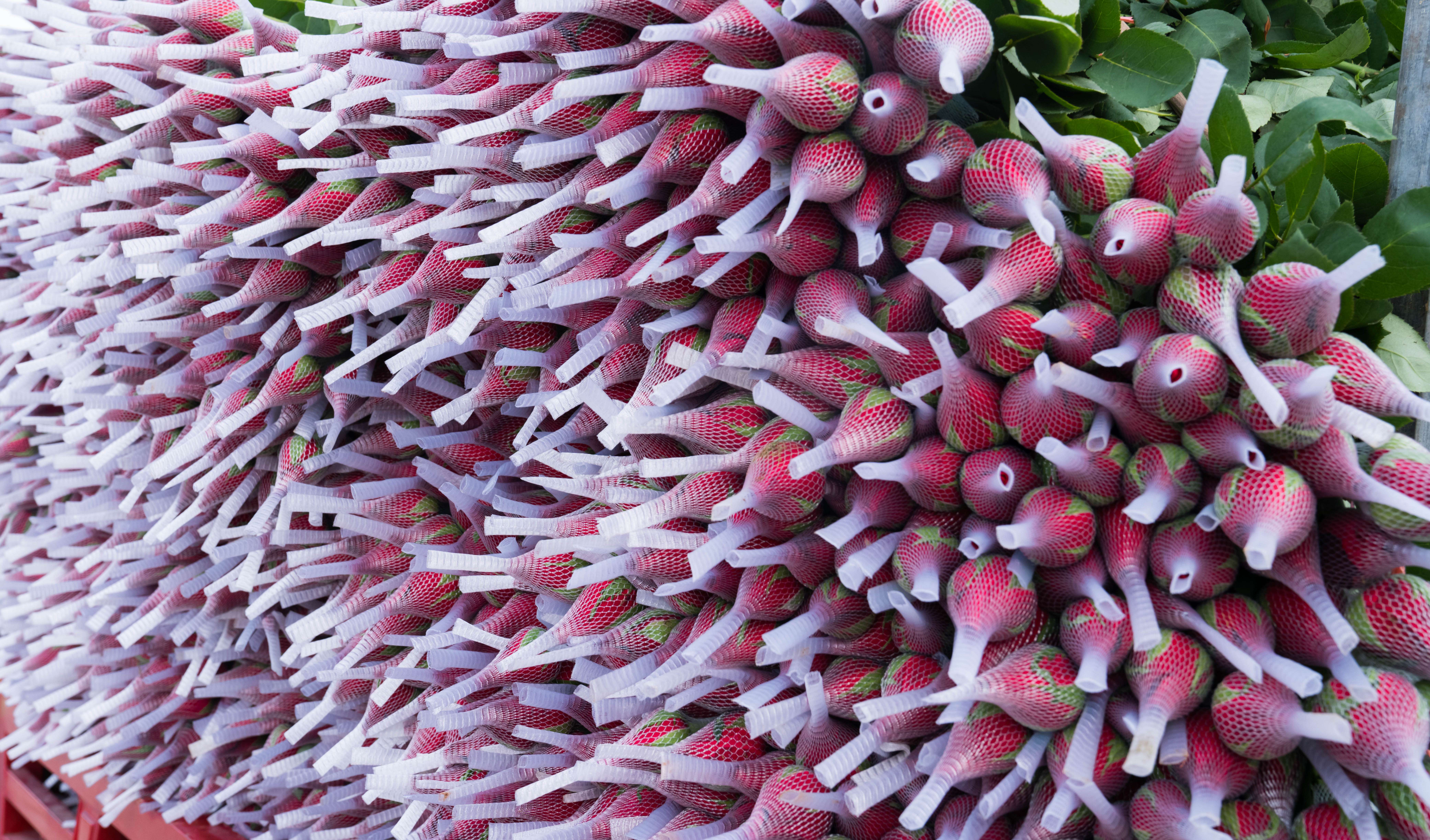 (采访传编辑 “新丝路 新青年”专题稿)晋宁鲜花“绽放”丝绸之路 云南花香飘向中亚2.jpg