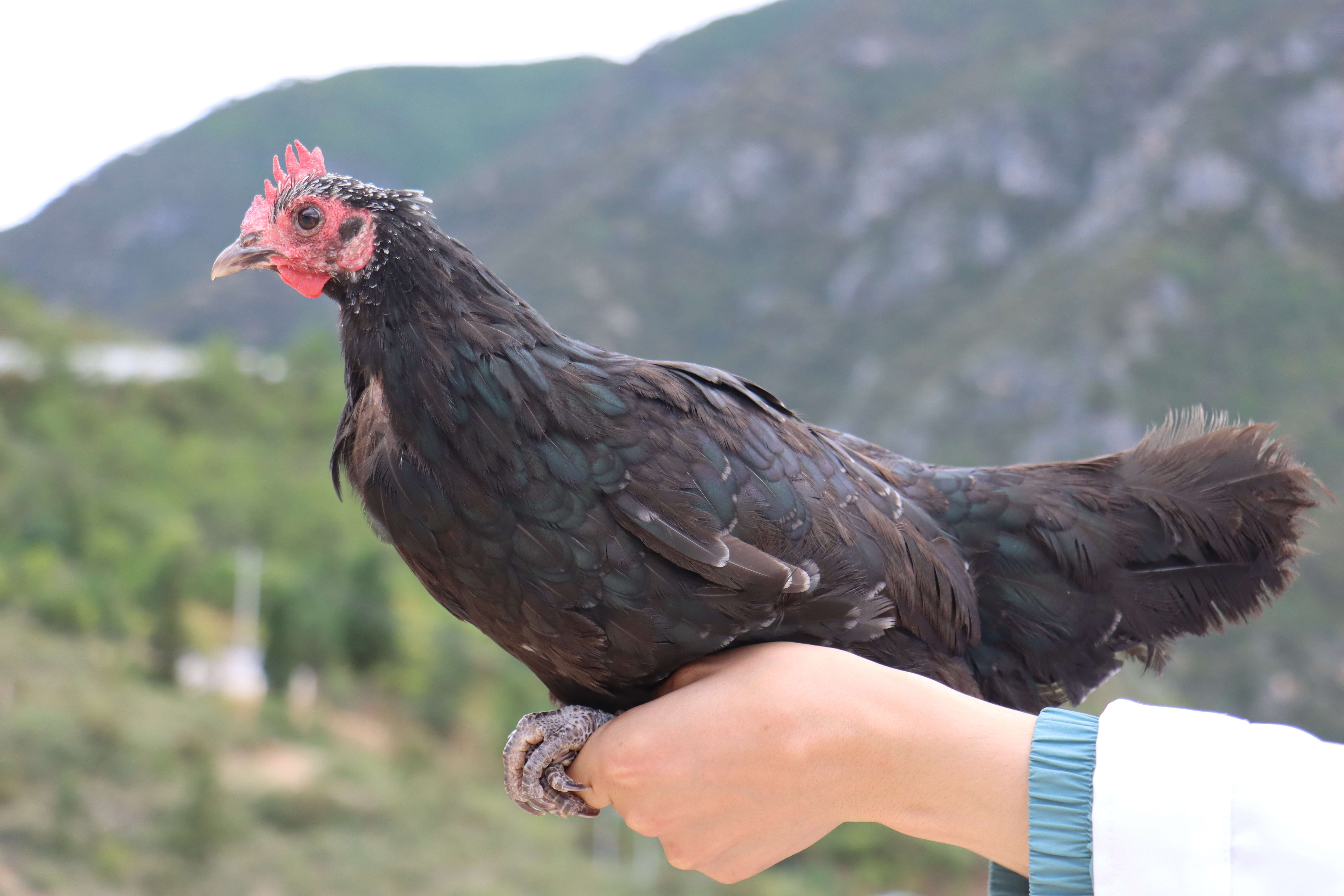 新时代 新迪庆｜来，尝一尝“一口入心，二口入魂”的尼西鸡