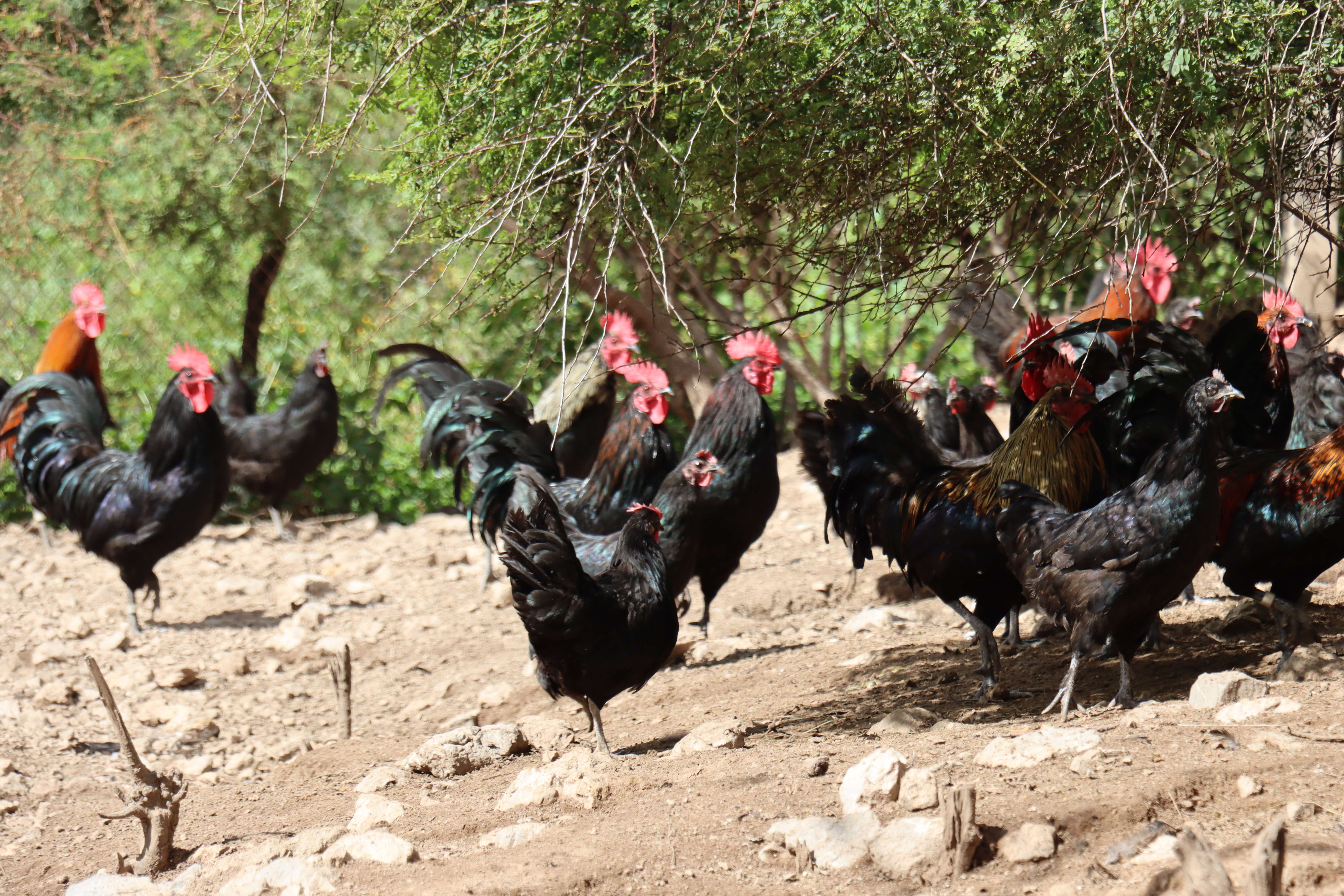 新时代 新迪庆｜来，尝一尝“一口入心，二口入魂”的尼西鸡