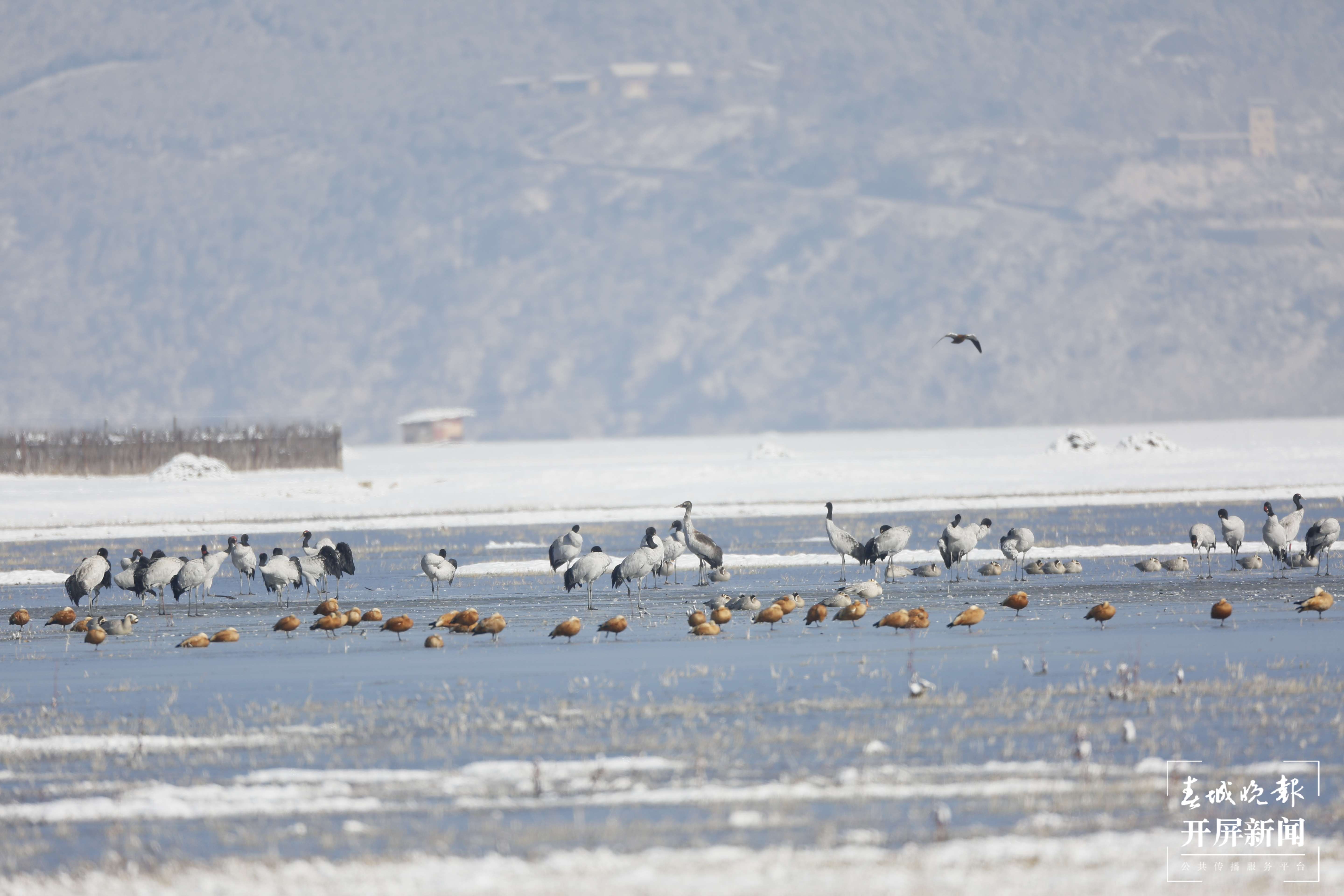 纳帕海 与候鸟共舞之冬 (1).JPG