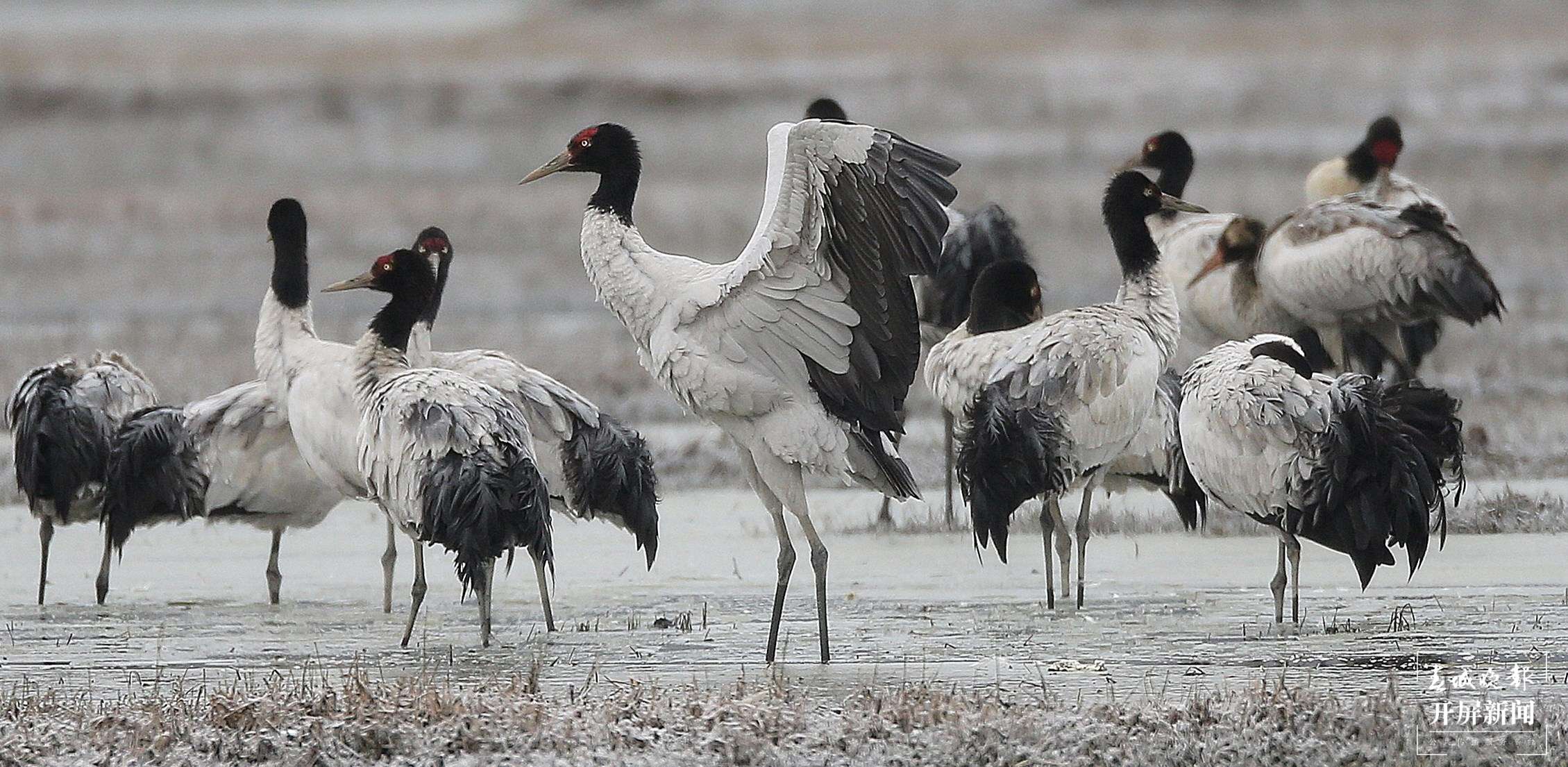 纳帕海 与候鸟共舞之冬 (3).jpg