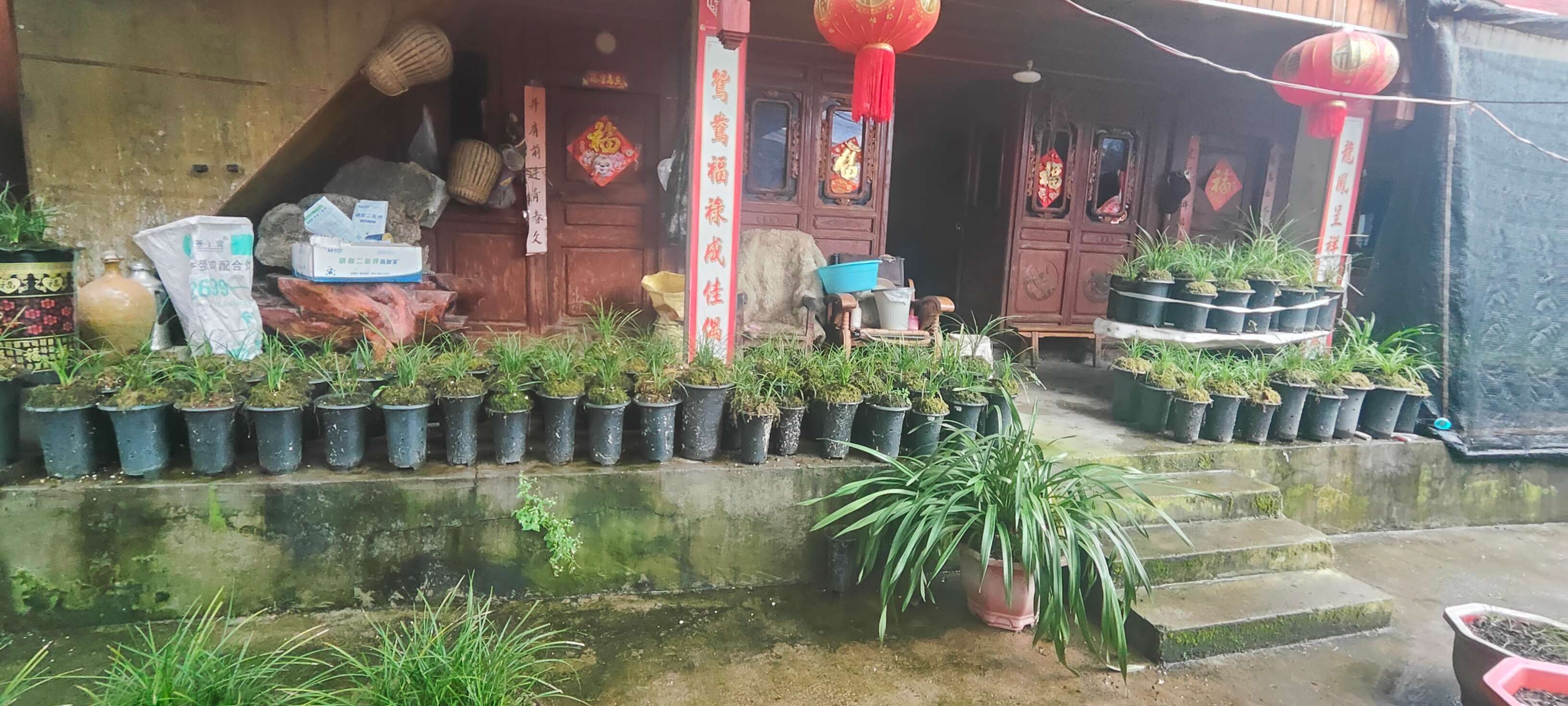 新时代 新迪庆|拉河柱村:兰香满庭院 绿美映家园