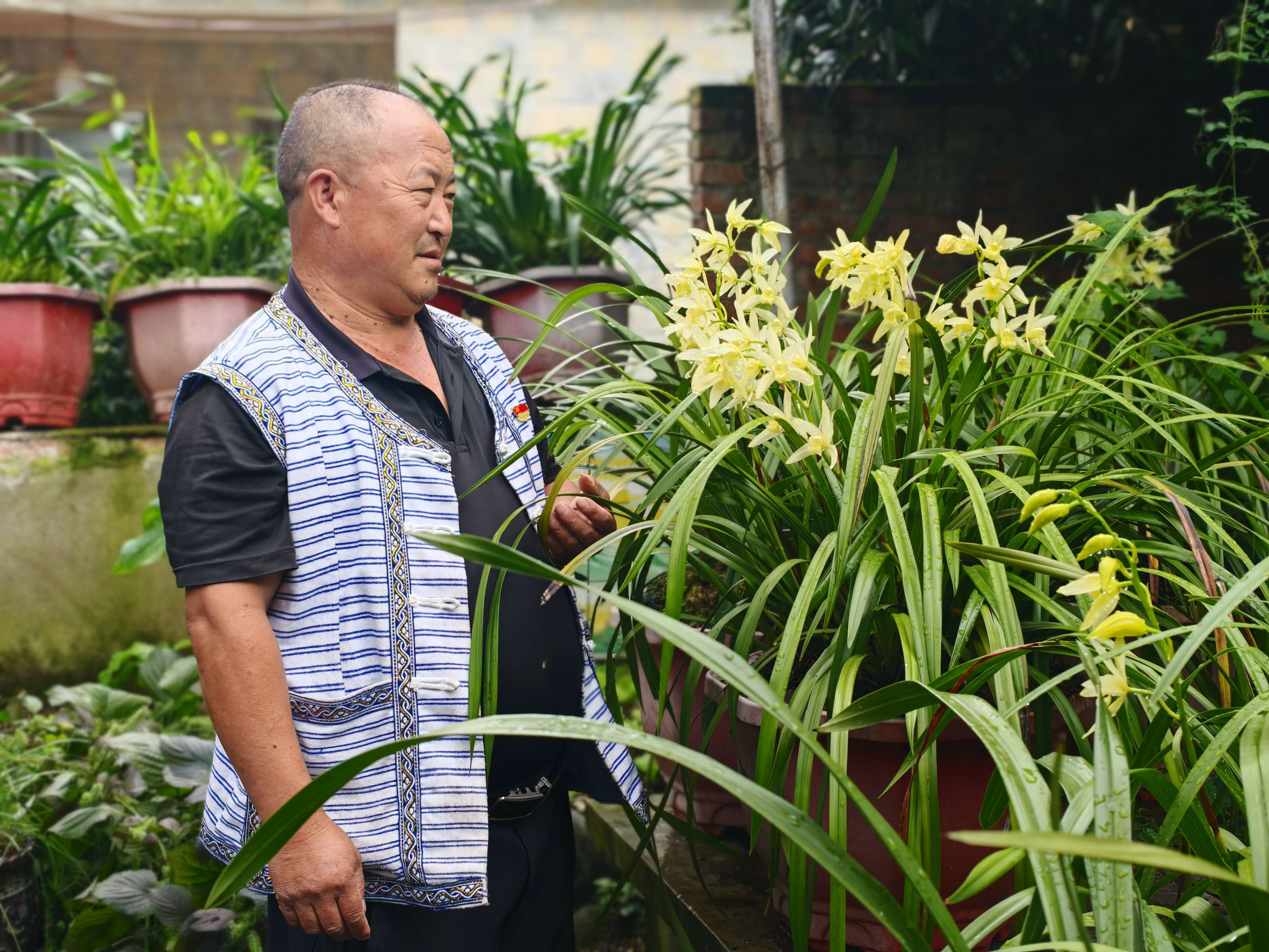 新时代 新迪庆|拉河柱村:兰香满庭院 绿美映家园