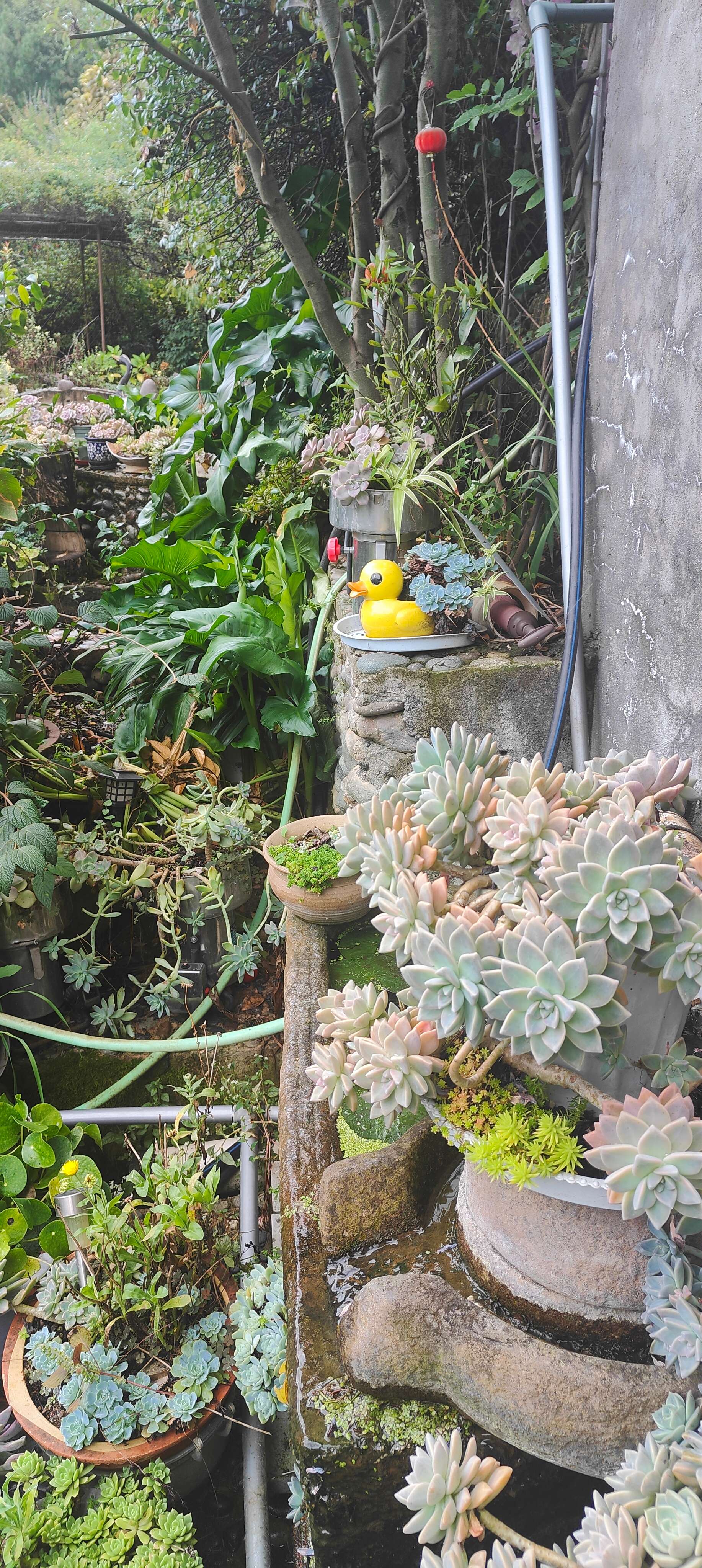 新时代 新迪庆|拉河柱村:兰香满庭院 绿美映家园