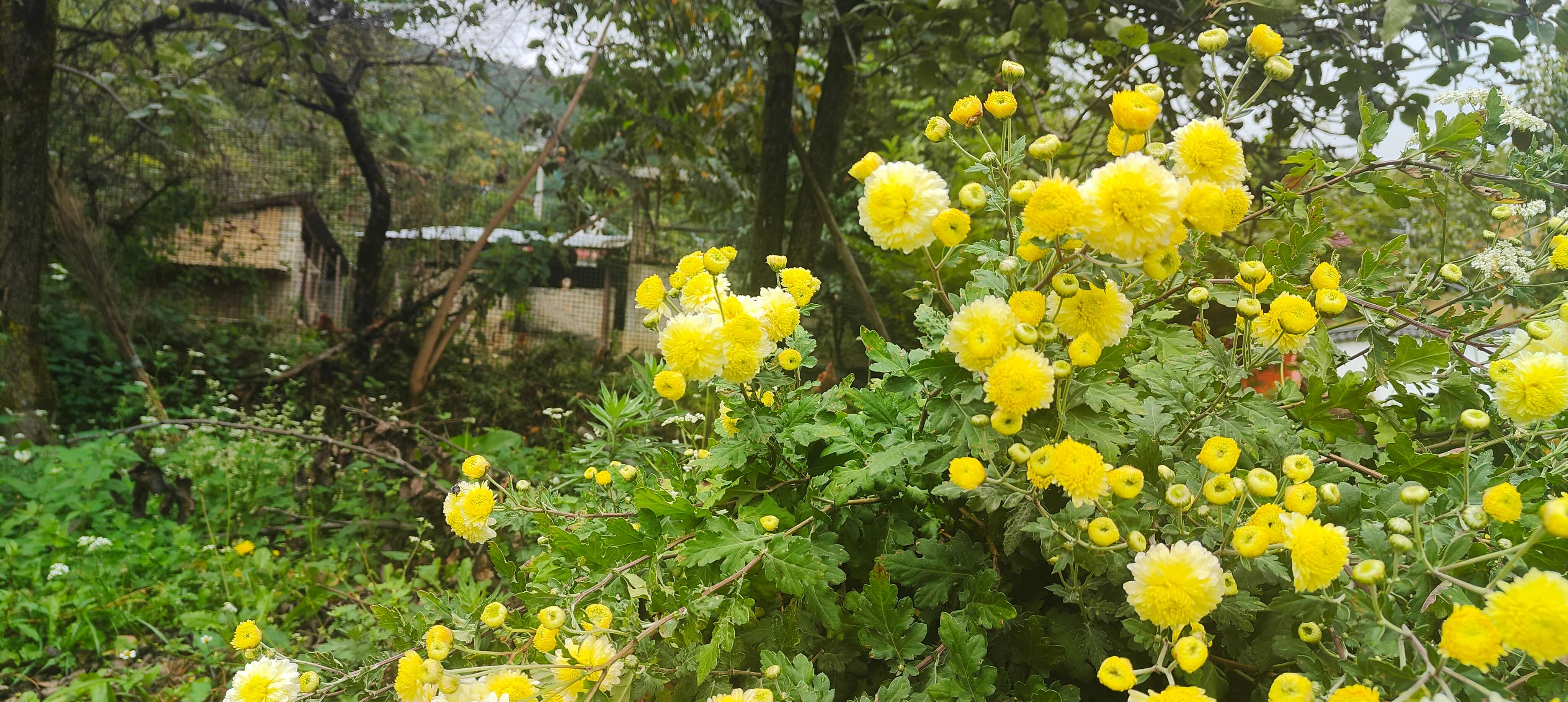 新时代·新迪庆|拉河柱村:兰香满庭院 绿美映家园