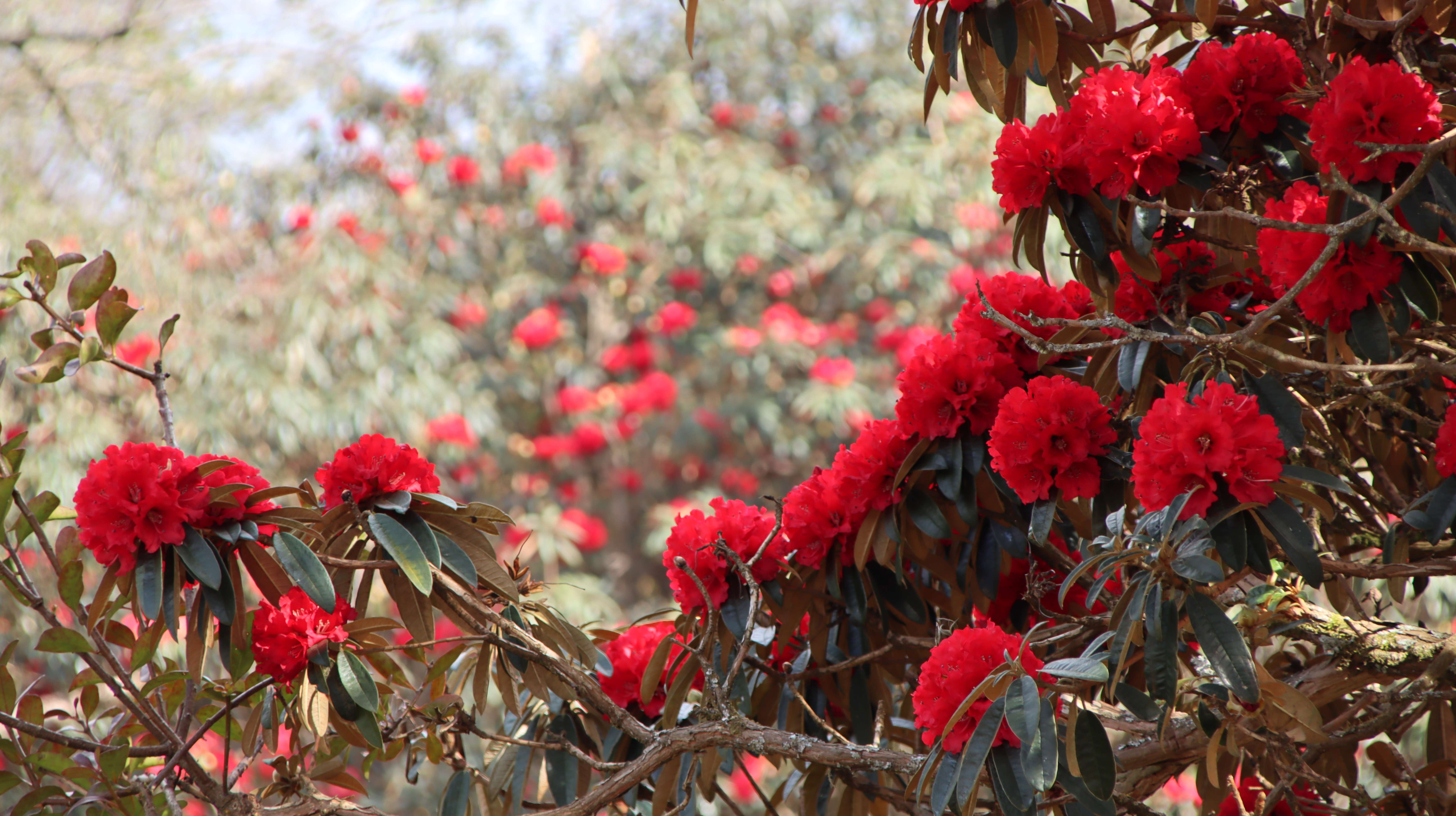 春:哀牢山内盛开的马缨花 (5).JPG