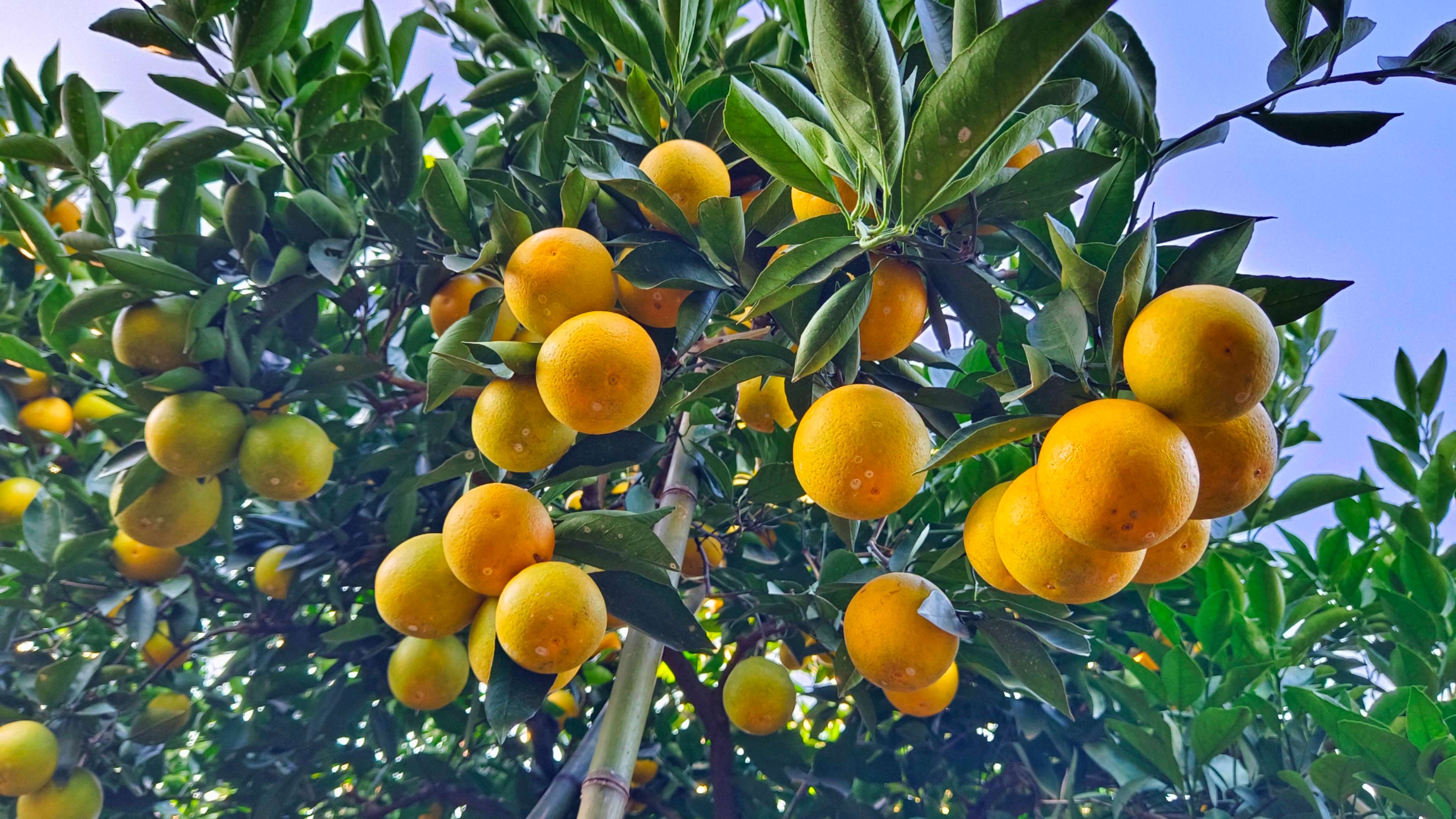 秋 哀劳山下 新平橙4.jpg