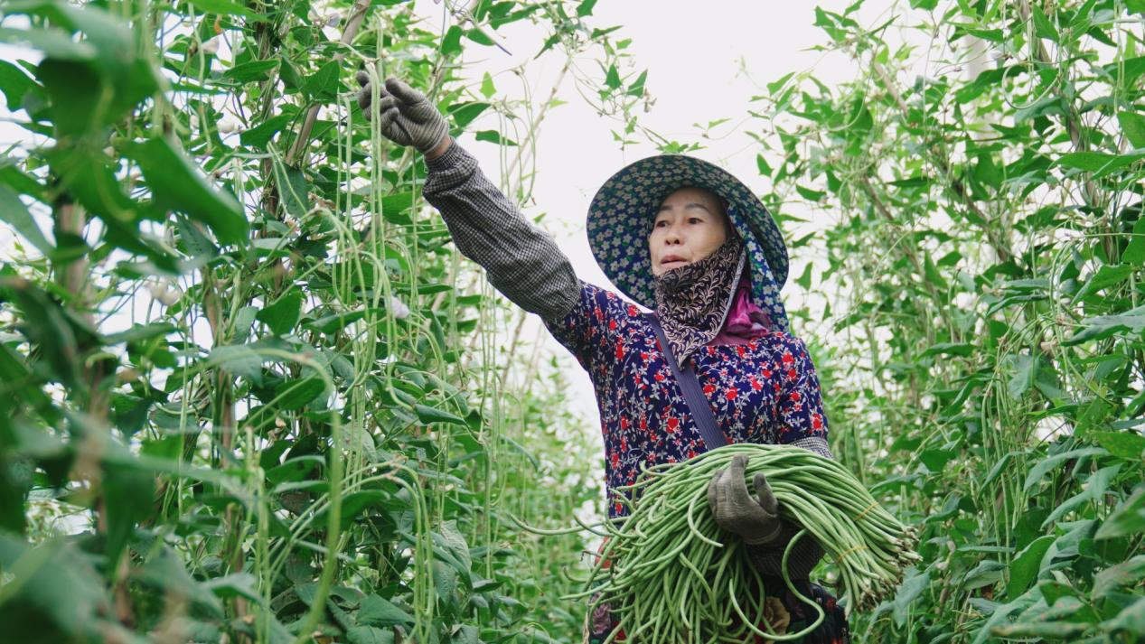 沿着边境看中国｜云南景洪曼费村：盛产“幸福”的地方