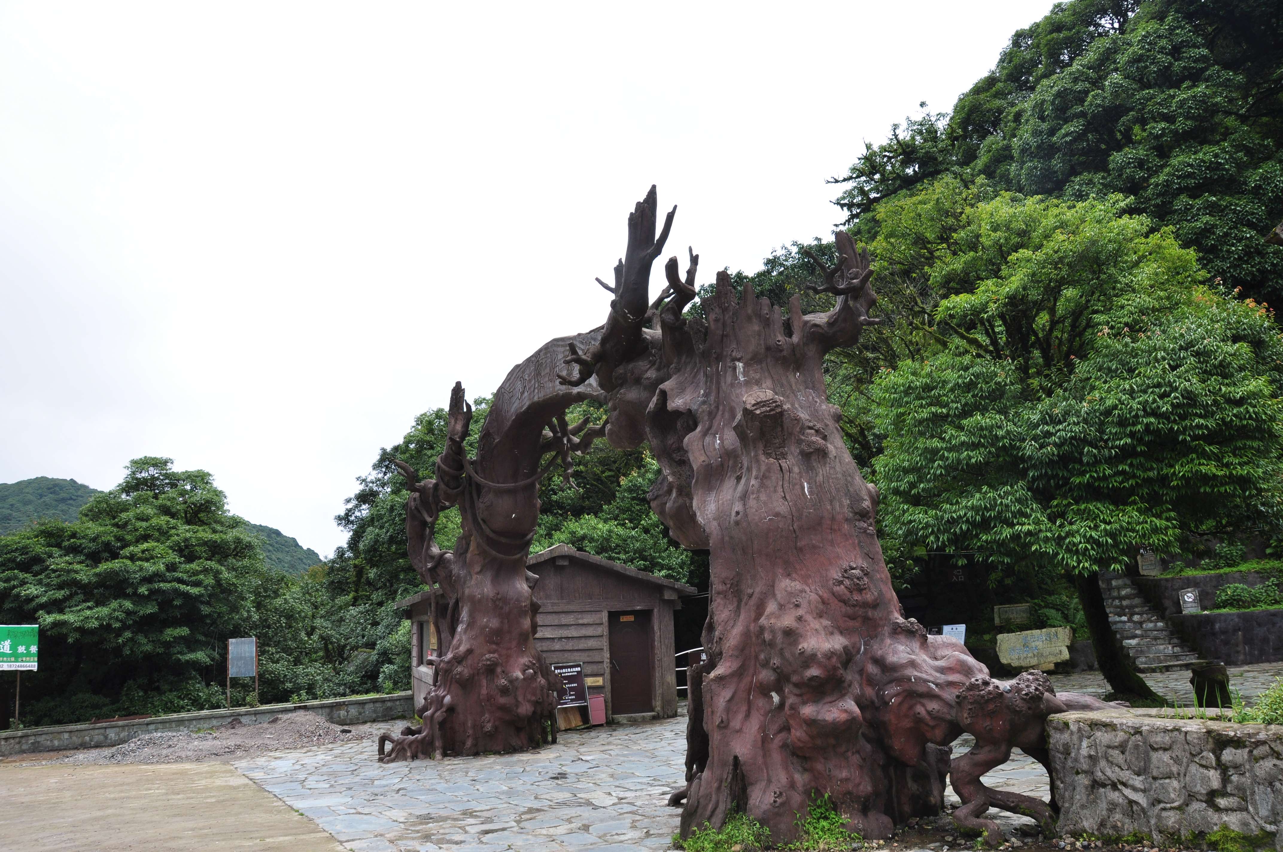 打卡4：金山原始森林 (1).JPG