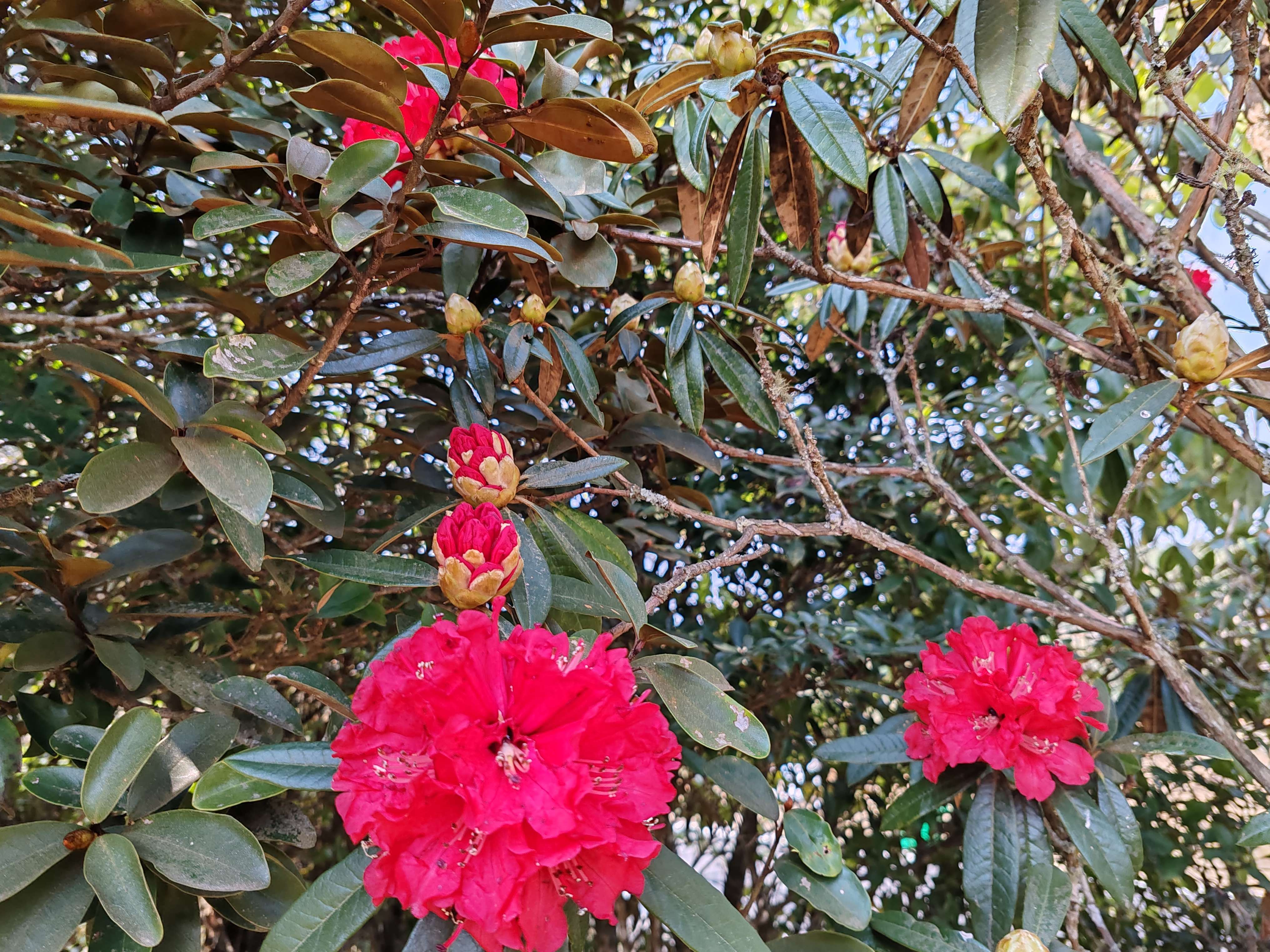 哀牢山 杜鹃花.jpg