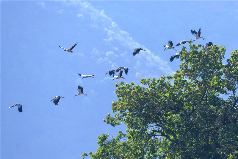 （采访传编辑 有视频）想去哀牢山？快来认识一下这座哀牢山中的 “宝藏”小镇6.png