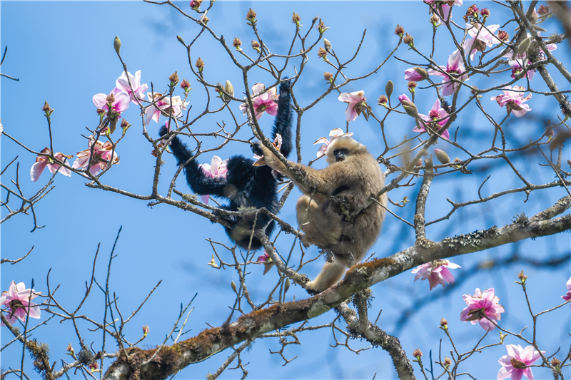 （采访传编辑 有视频）想去哀牢山？快来认识一下这座哀牢山中的 “宝藏”小镇11 (2).png