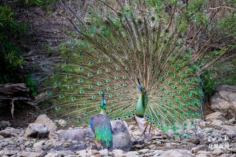 （采访传编辑 有视频）想去哀牢山？快来认识一下这座哀牢山中的 “宝藏”小镇10.png